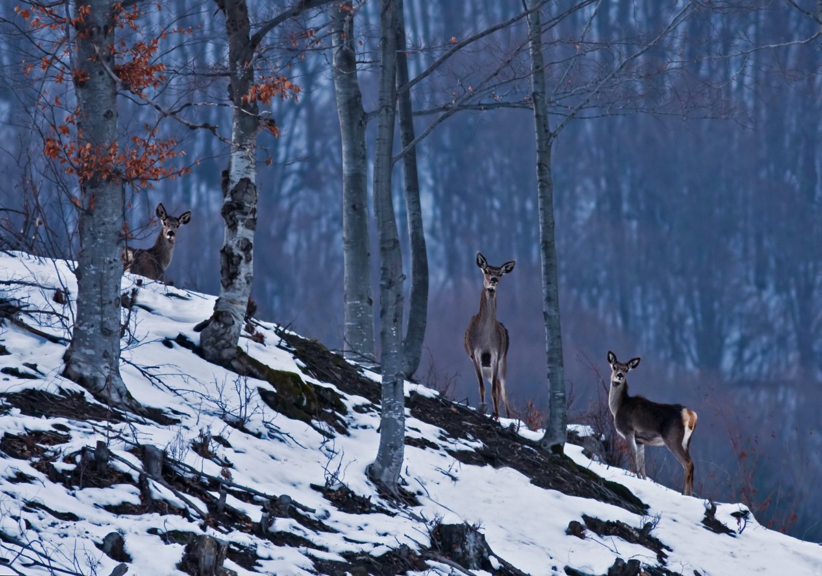 Bulgaria, Cervus elaphus, Благородный олень, Ivan Ivanov