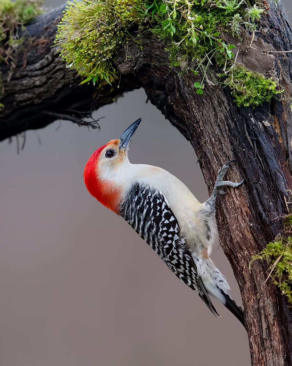 дятел, каролинский меланерпес, red-bellied woodpecker, woodpecker, Elizabeth Etkind