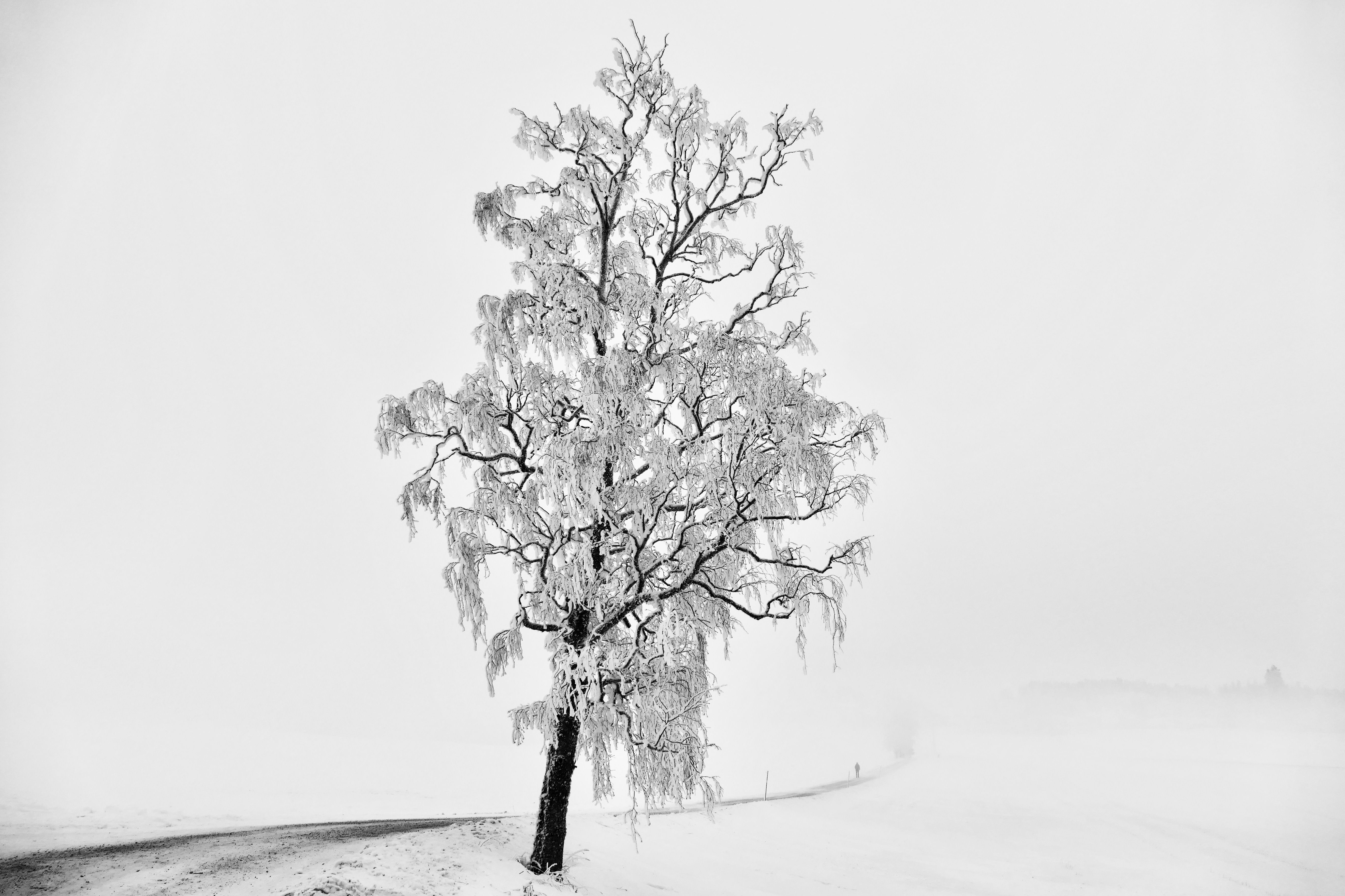 Black & White, landscapes, nature, winter, frost, fog, mist, road, people, cold, Norway, , Svetlana Povarova Ree