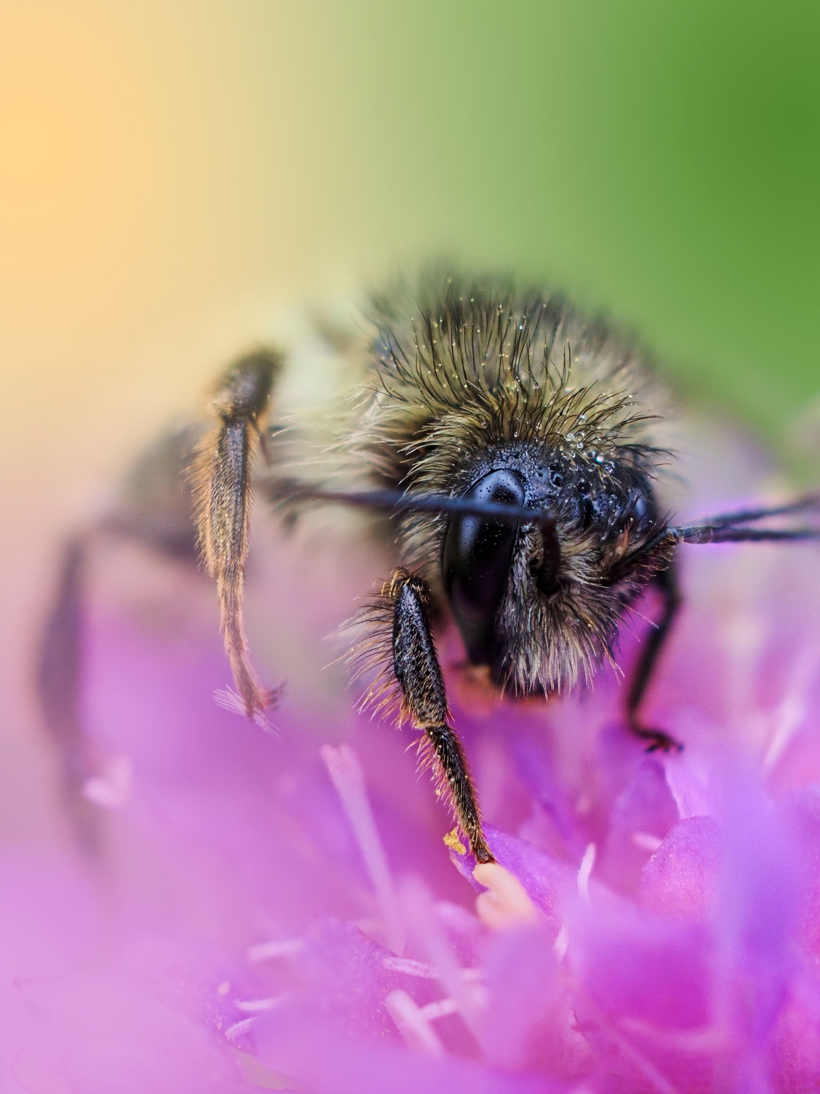 пчелка, лето, работа, Сергей Калёв