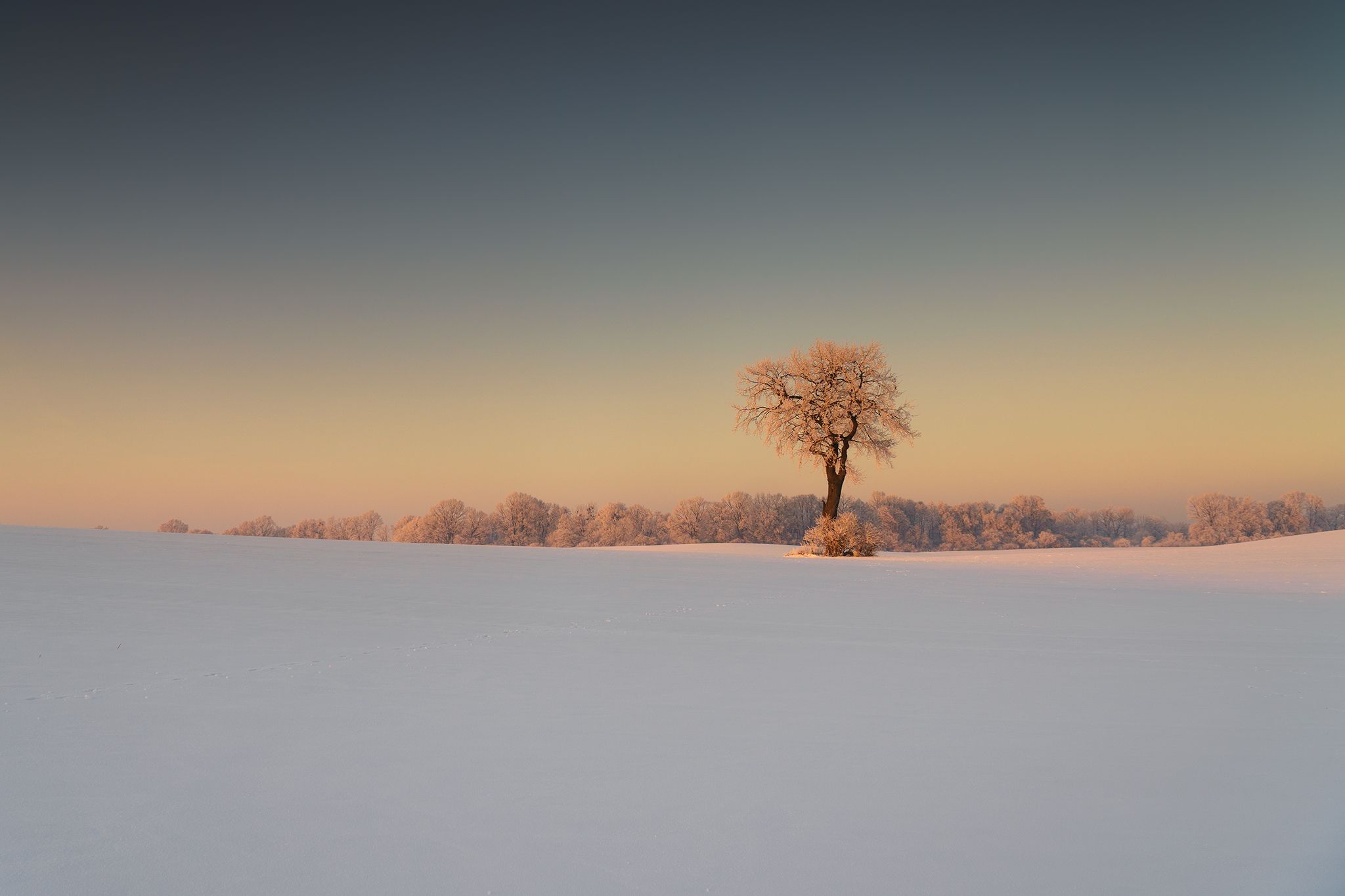 tree, winter, oak, sky, cloud, snow, Lukasz Zugaj