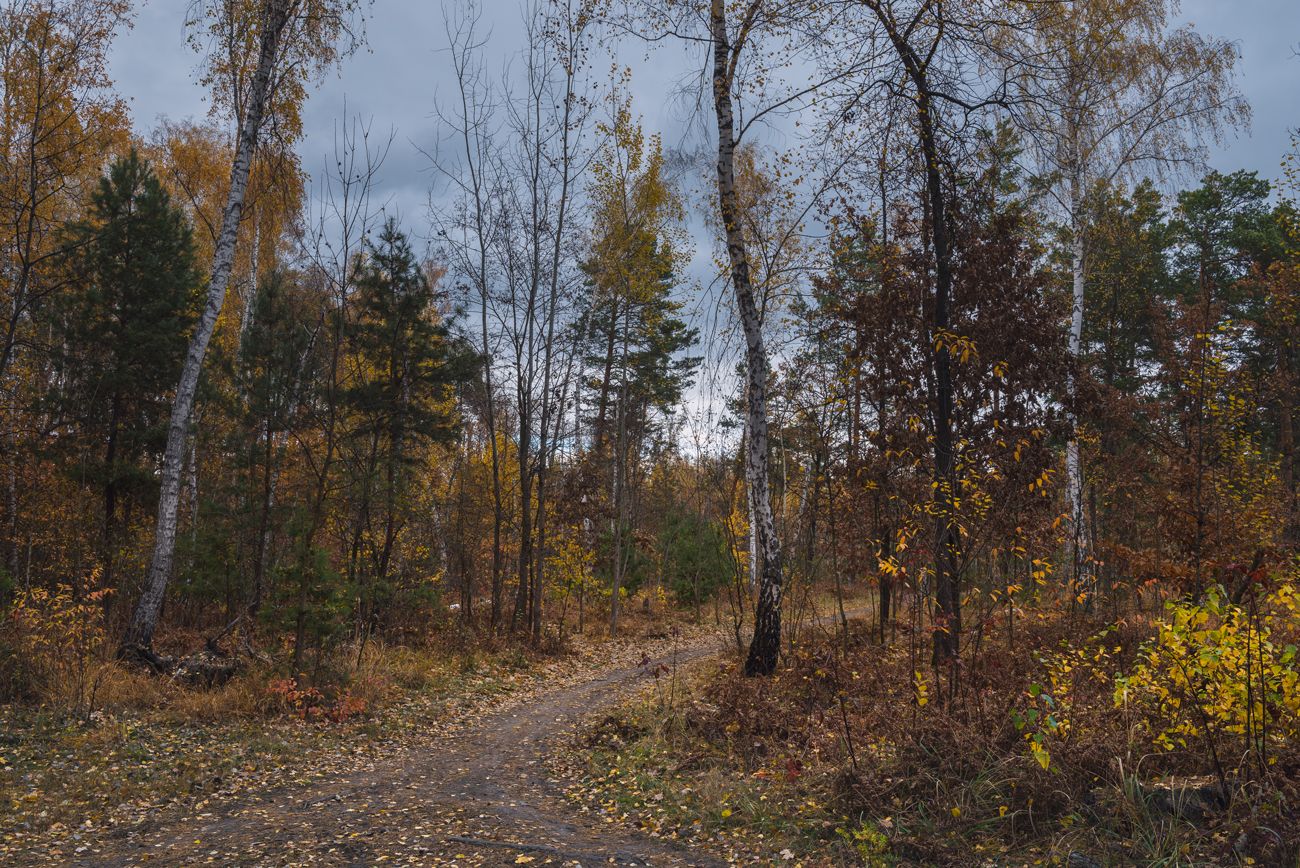лес осень октябрь тучи сумерки сырость, Галанзовская Оксана