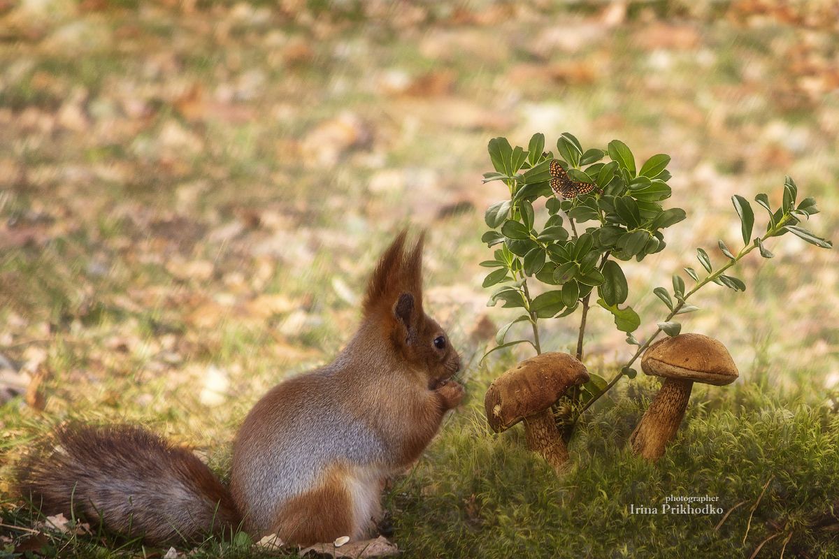 дикие животные, белка, грибы, лес, постановочное фото, Ирина Приходько