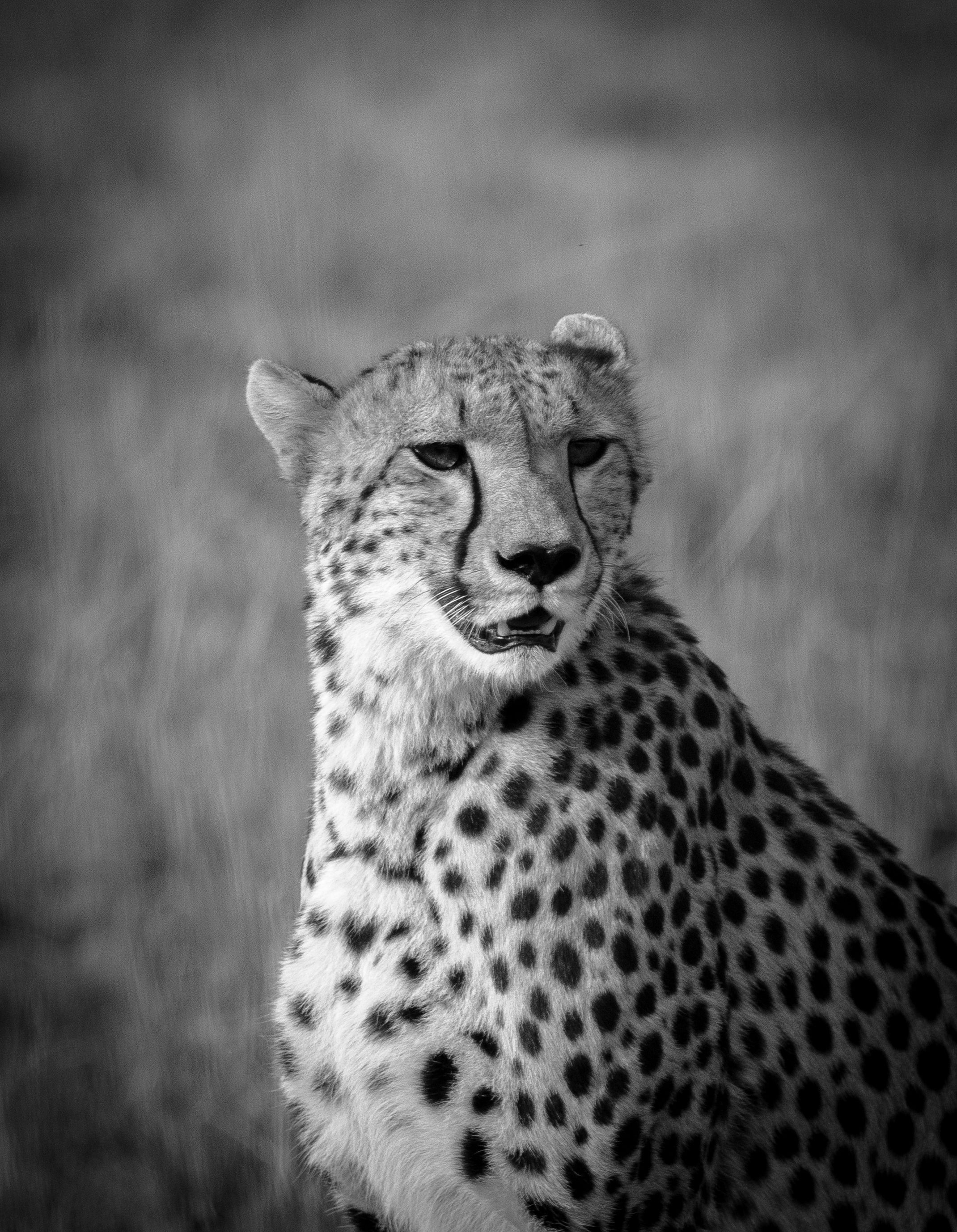 Cheetah, africa, kenya, masai mara, cats, big cats, Roman Bevzenko