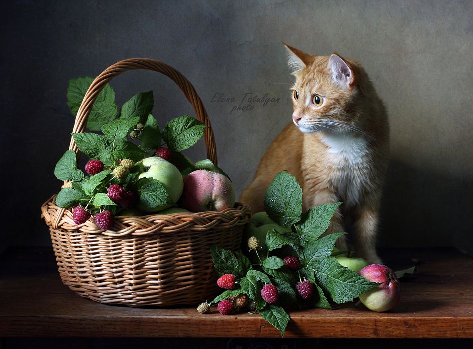 кот, ягоды, малина, яблоки, Елена Татульян