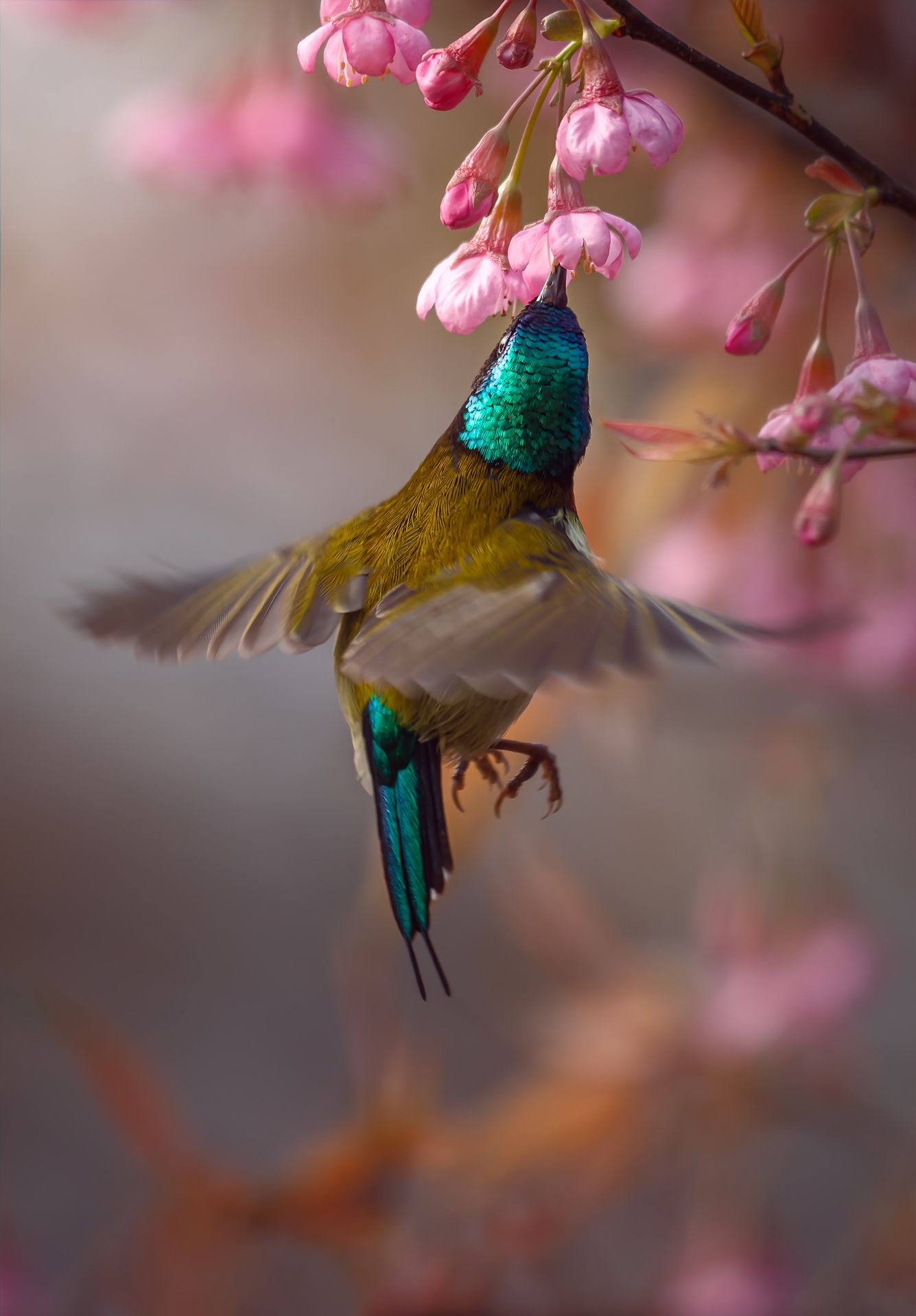 叉尾太阳鸟, Liu YuDong
