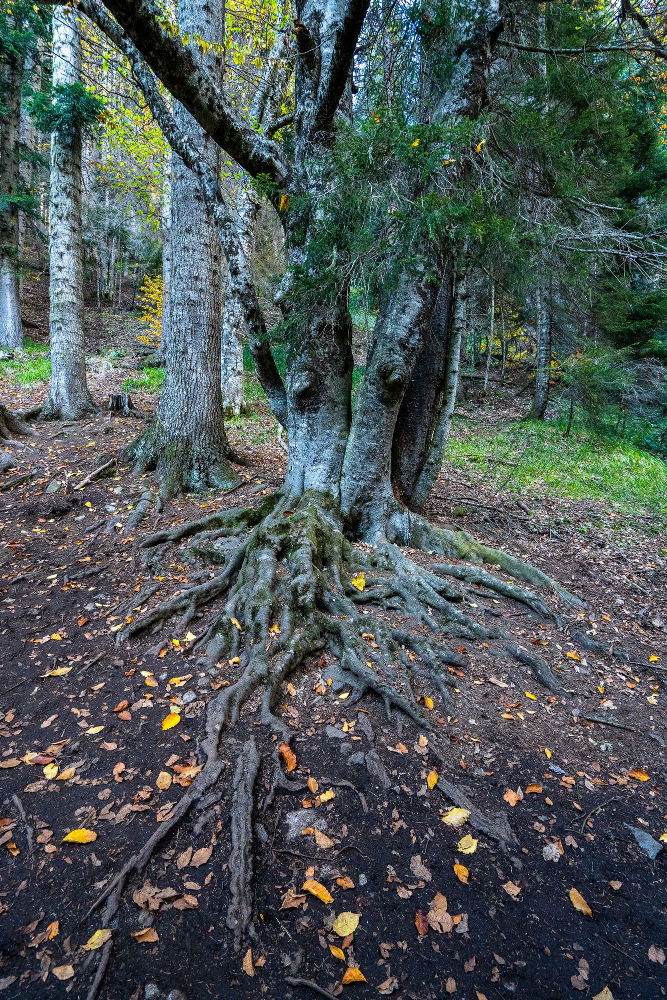 корни, дерево, листья, Баландин Дмитрий