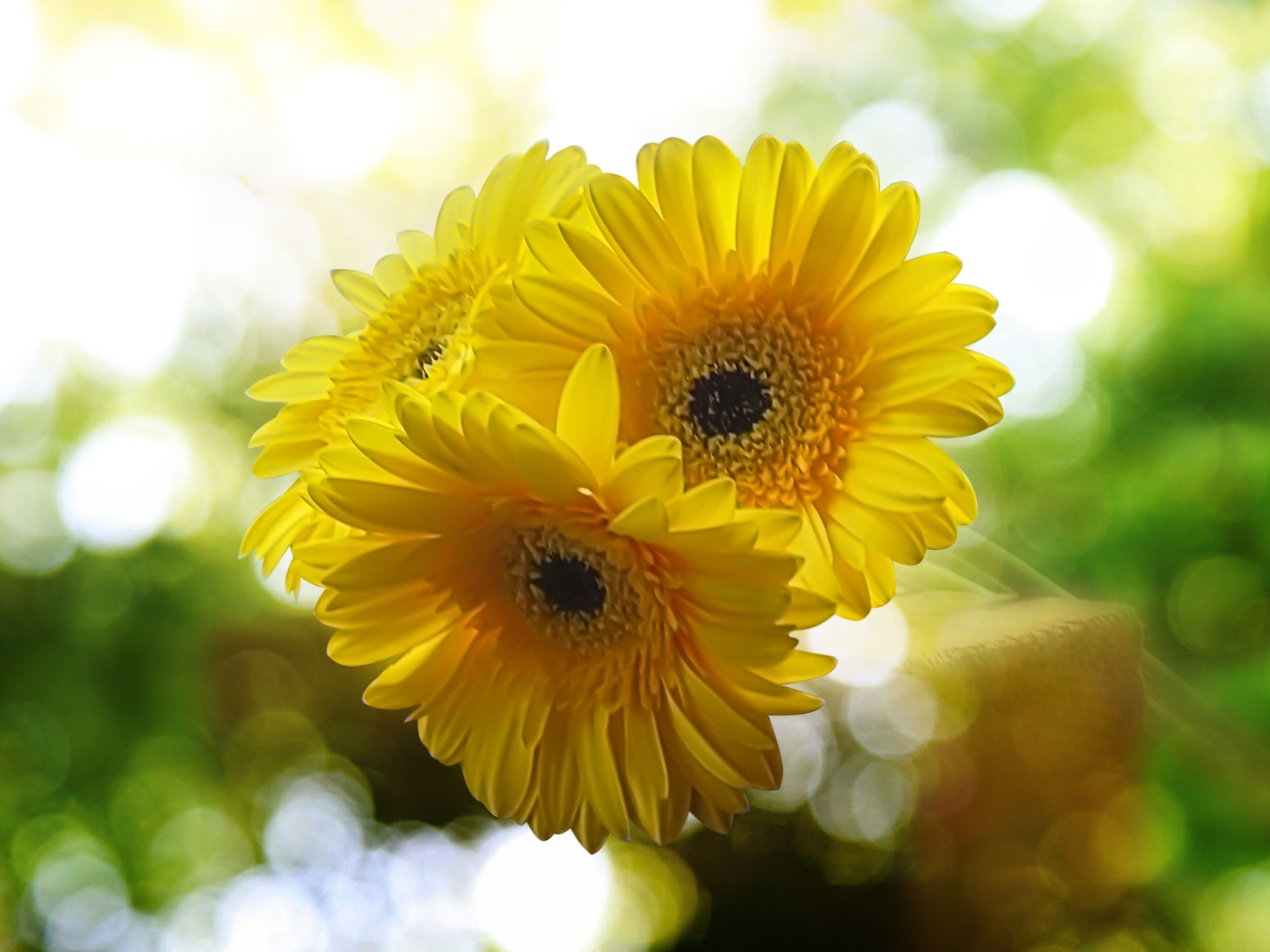 yellow, gerberas,  blur background, flowers, DZINTRA REGINA JANSONE