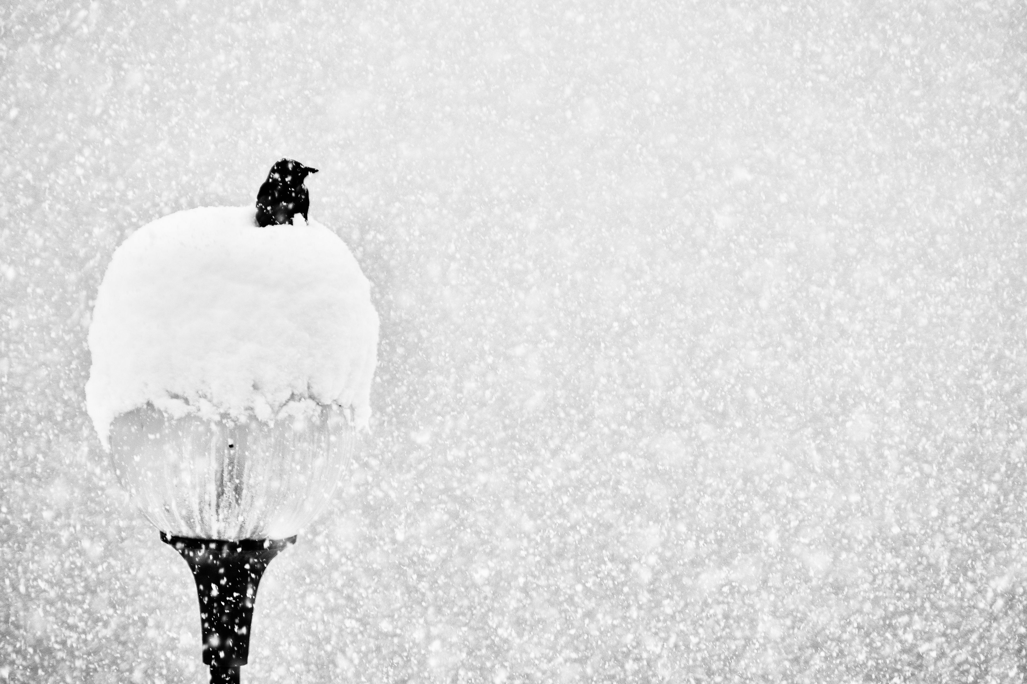 Black & White, winter, nature, lamp post, birds, snowfall, weather, mood, landscape, snow, harmoni, minimalism,, Svetlana Povarova Ree