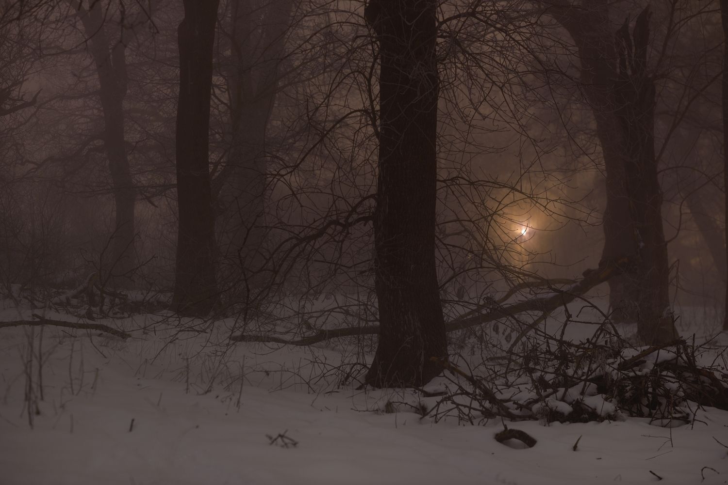 зима туман лес ночь, Александр Жарников