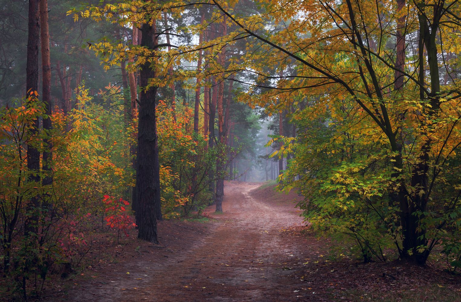 лес осень октябрь туман тропа, Галанзовская Оксана
