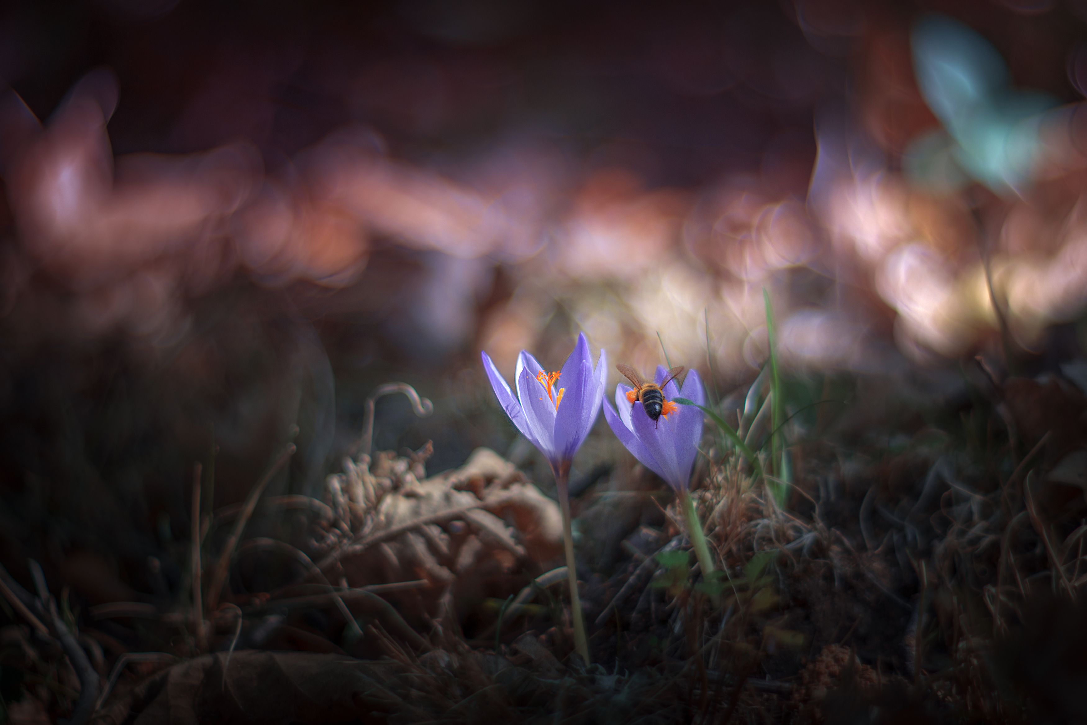 purple,flowers,wild,nature,light,bokeh,bee,zenit,helios,85, Борислав Алексиев