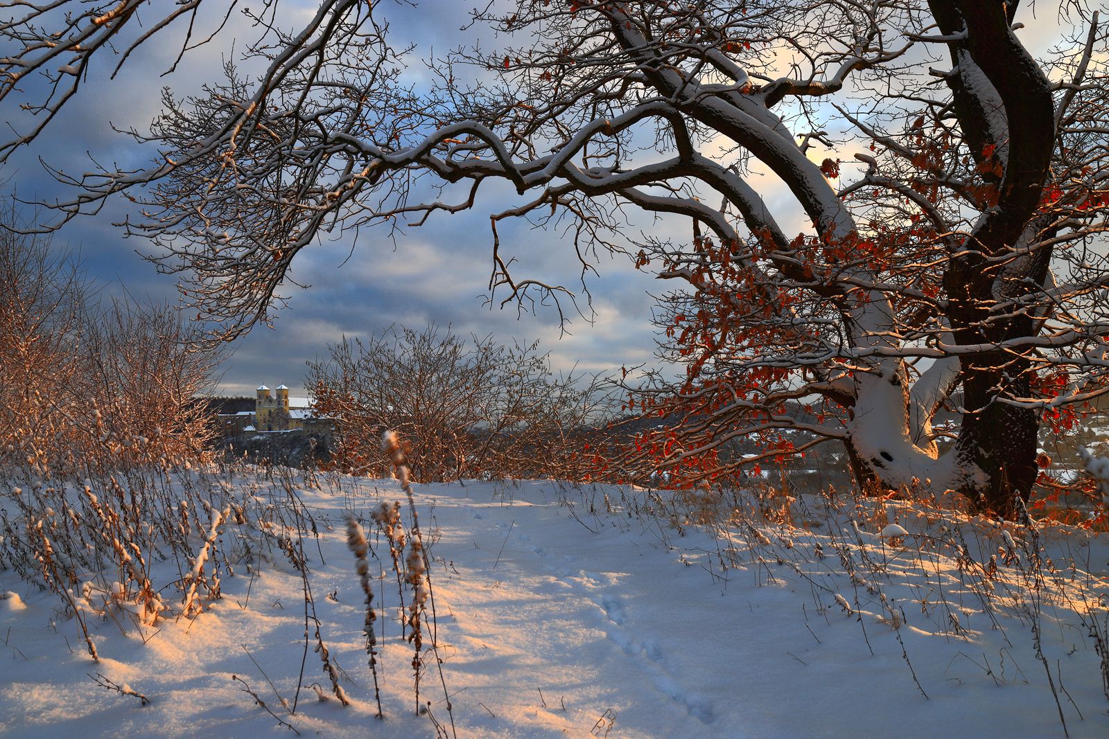 winter, morning, tyniec, snow, light, tree, oak, monastery,, Jacek Lisiewicz