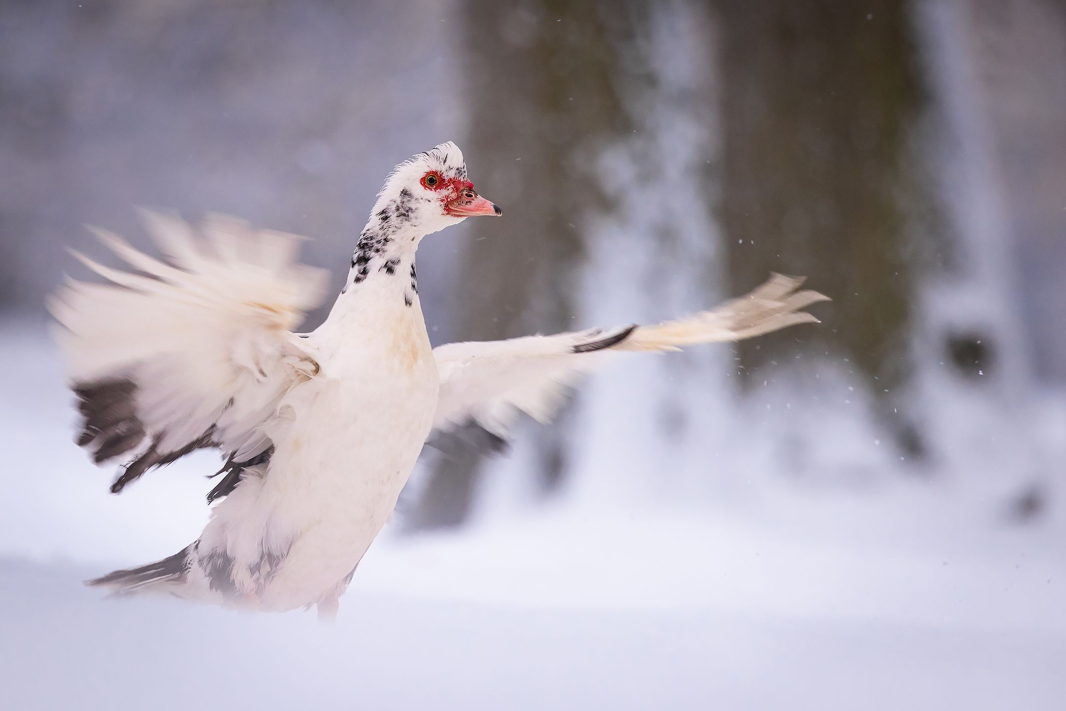 , Robert Adamec