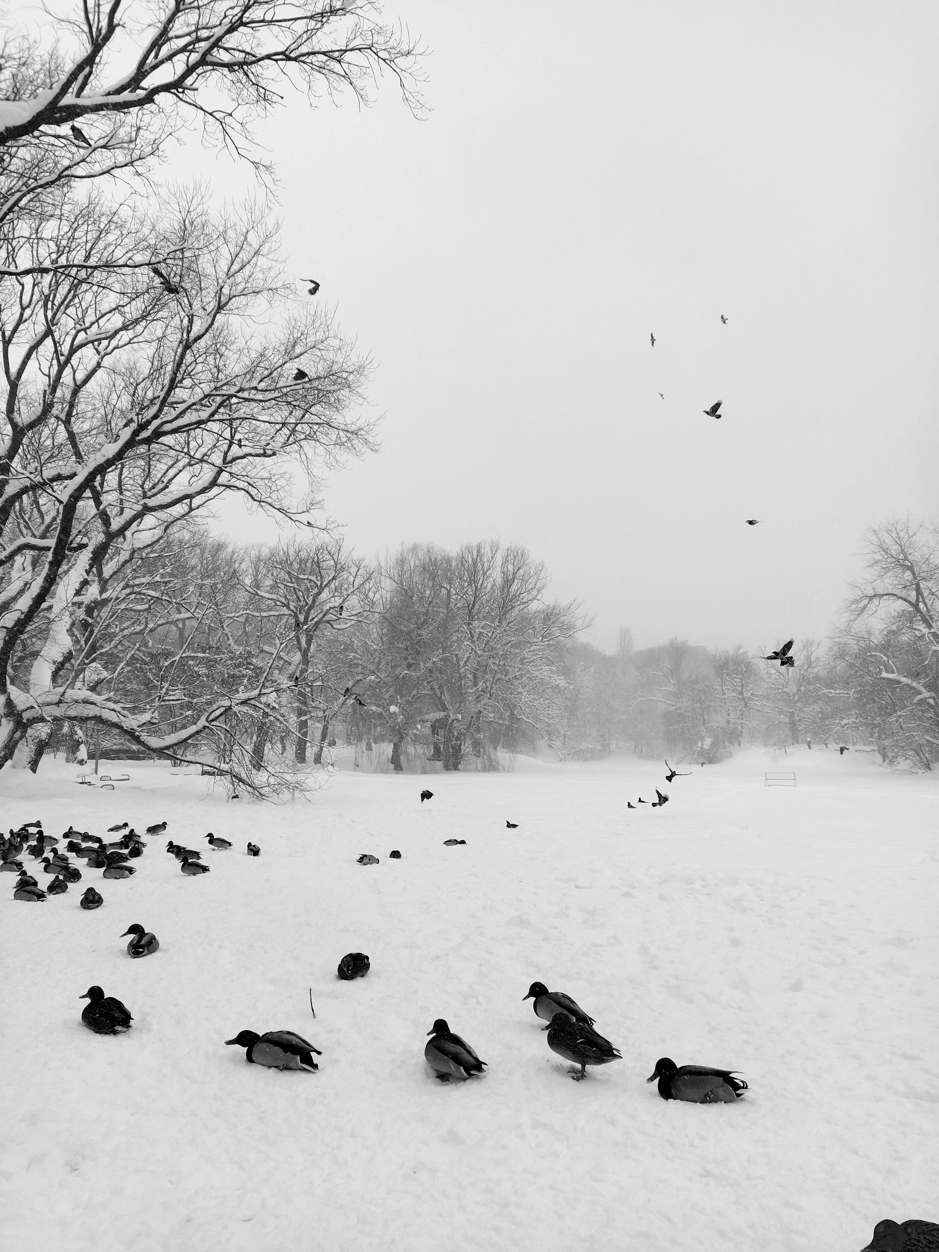 птицы, снег, природа, зима, зимний пейзаж, птицы зимой, утки на зимовке, утки., Karina Yakovleva