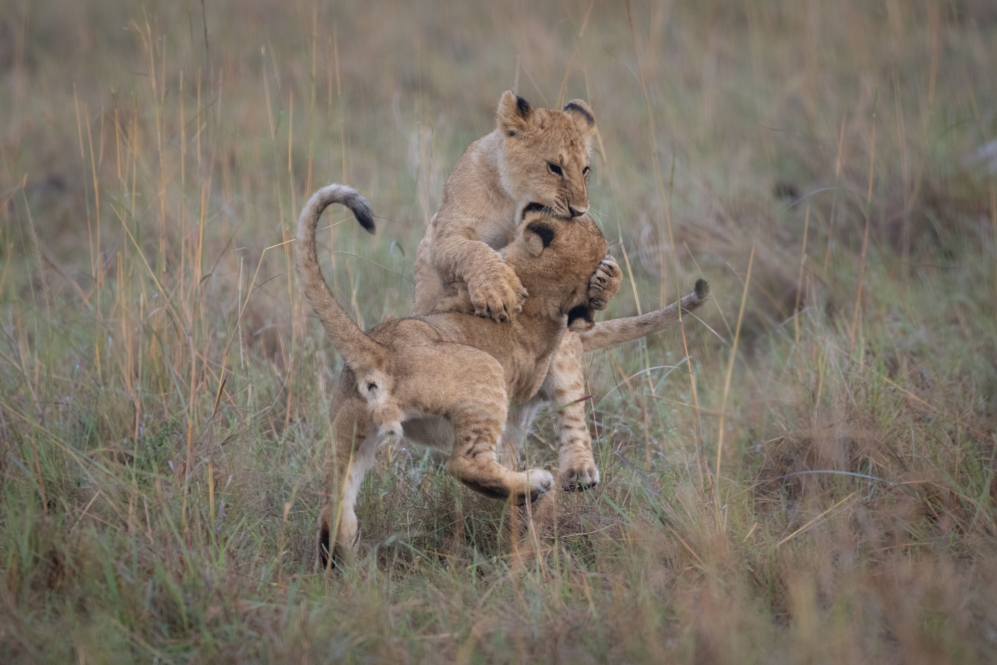lion, cub, cubs, animals, wil life, wild animals, mammals, nature, safari, africa, kenya, masai mara, Roman Bevzenko