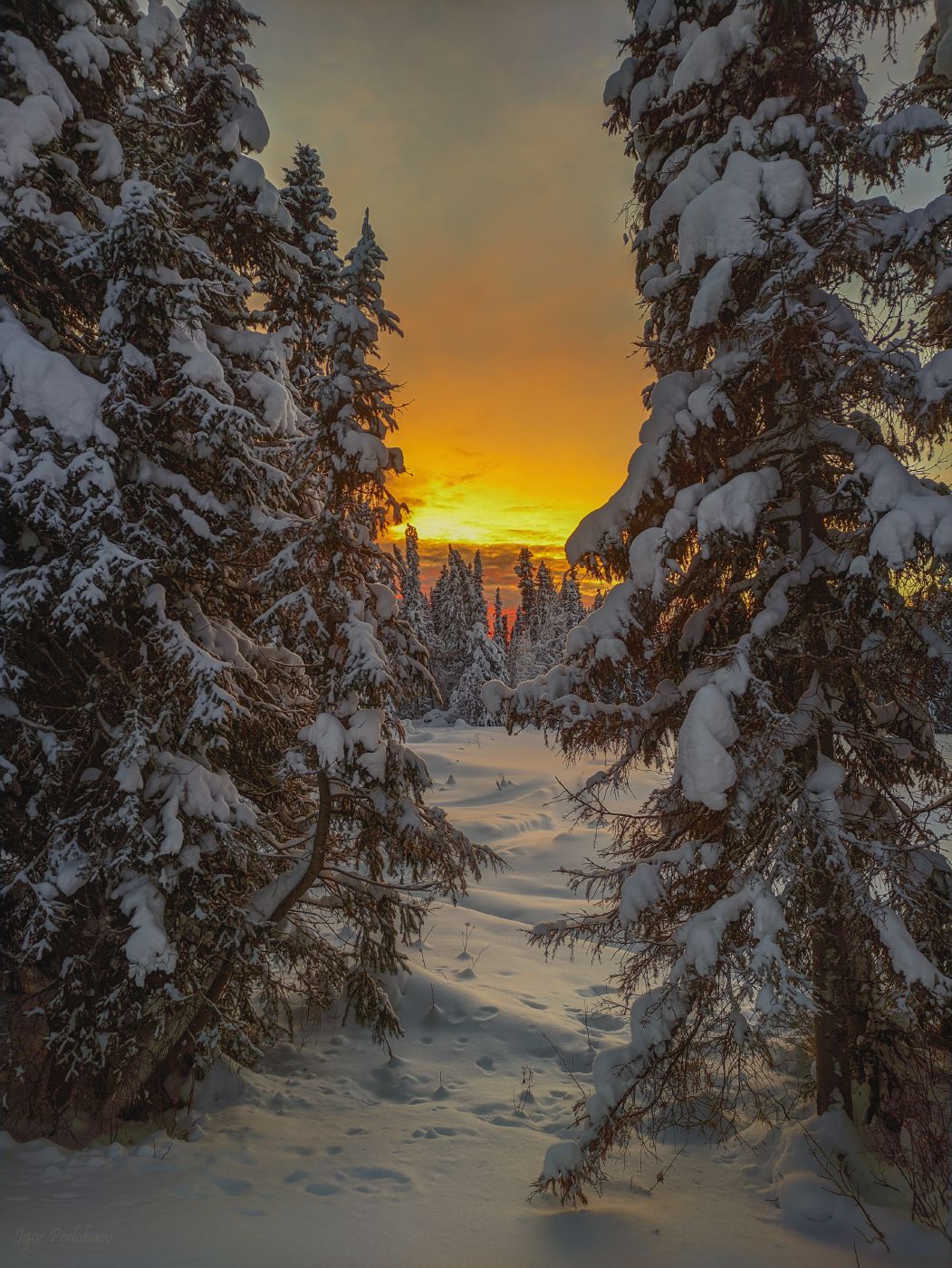 Зимний лес севера. Фотограф Игорь Подобаев