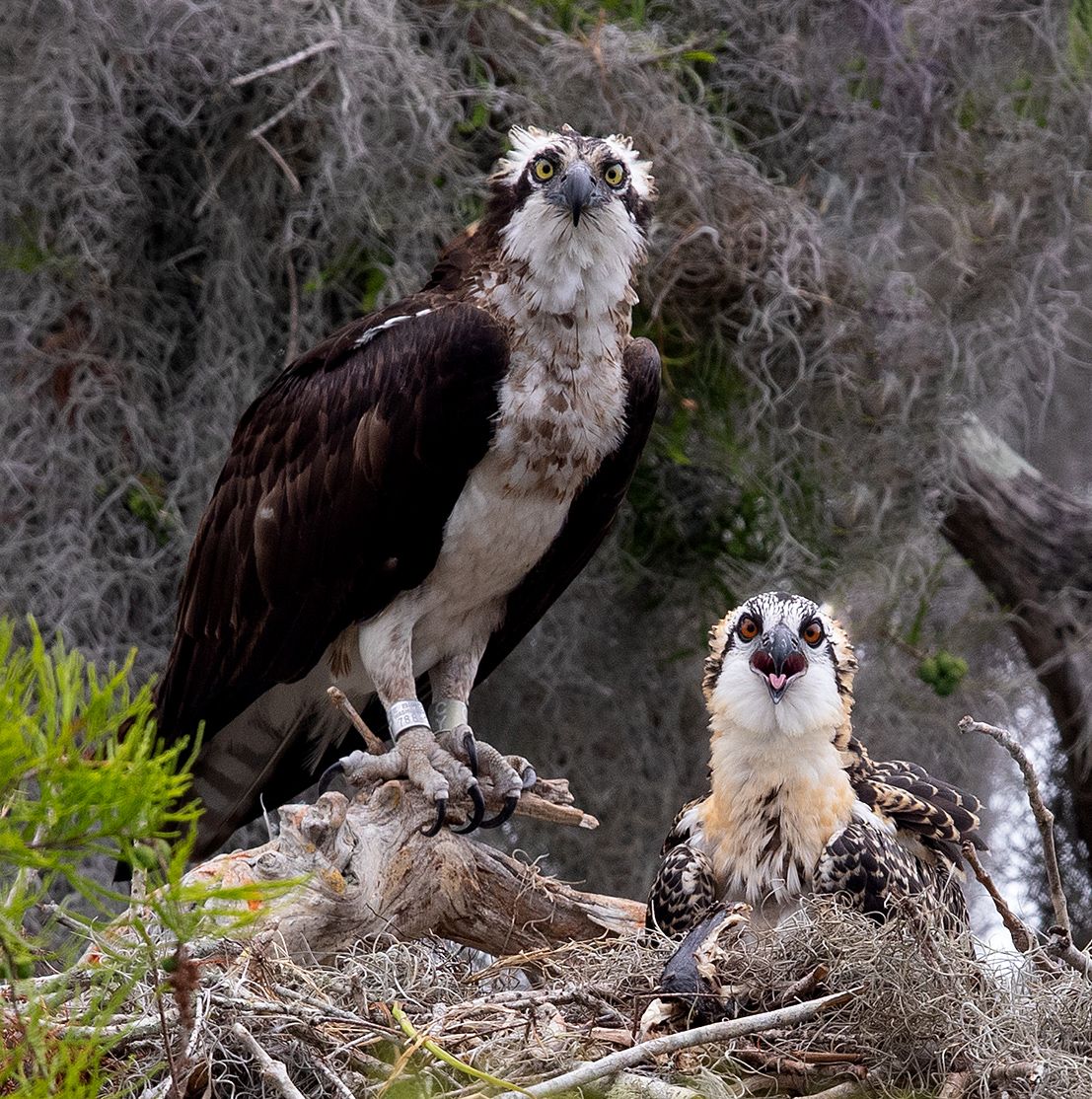 cкопа, osprey, florida, хищные птицы, wildlife, Elizabeth Etkind
