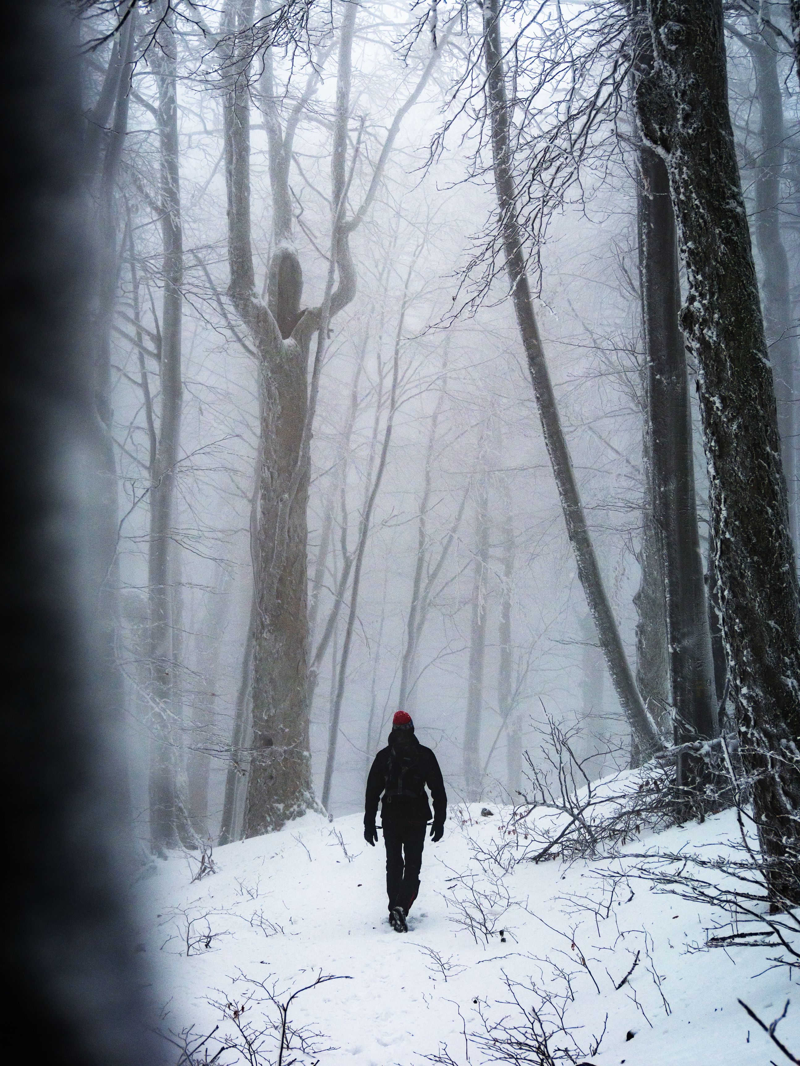 snow,forest,wood,woods,abstract,fantasy,winter,slovakia,vihorlat mountains,vertical, Slavomír Gajdoš