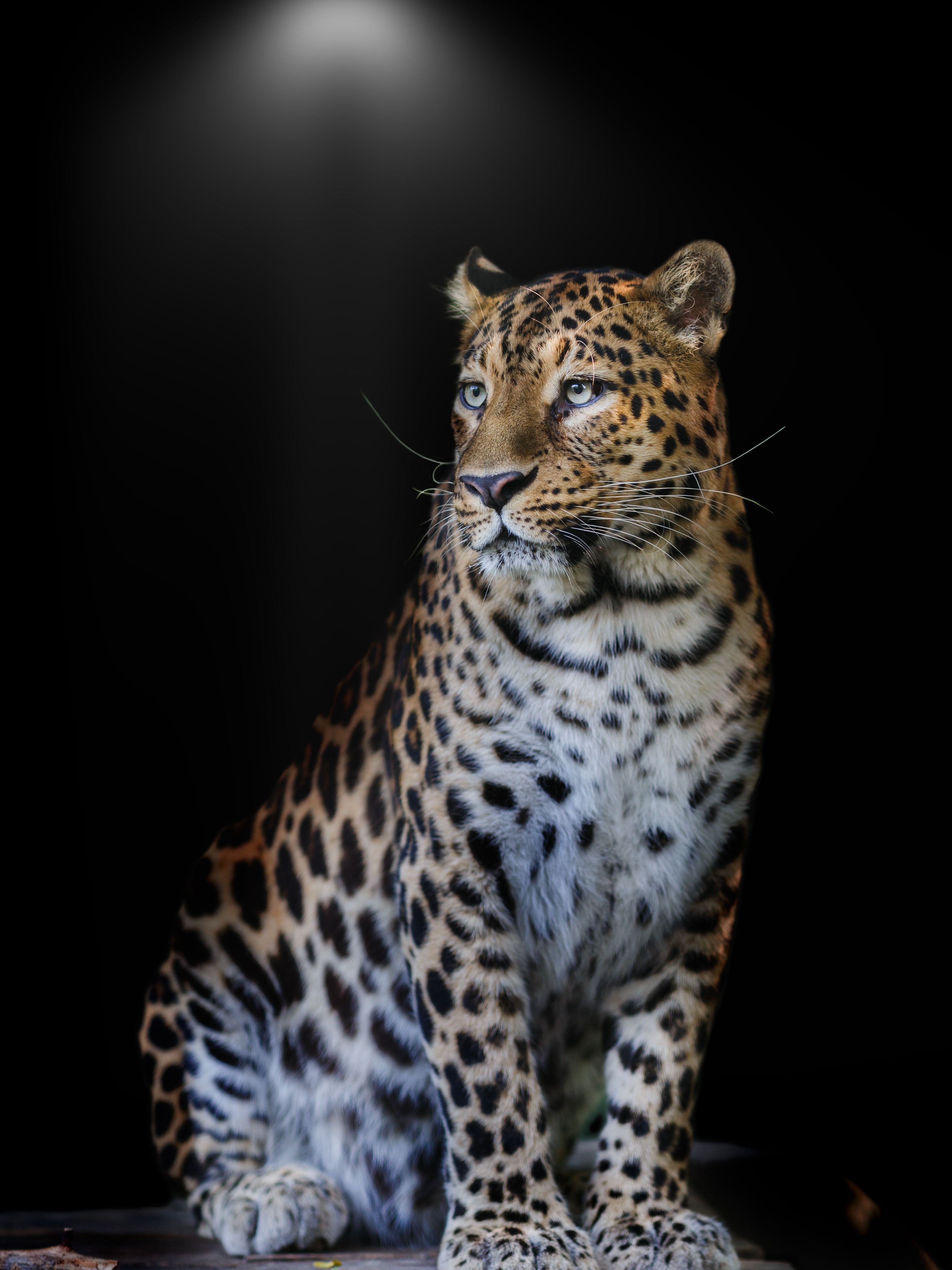 переднеазиатский леопард, Олег Богданов
