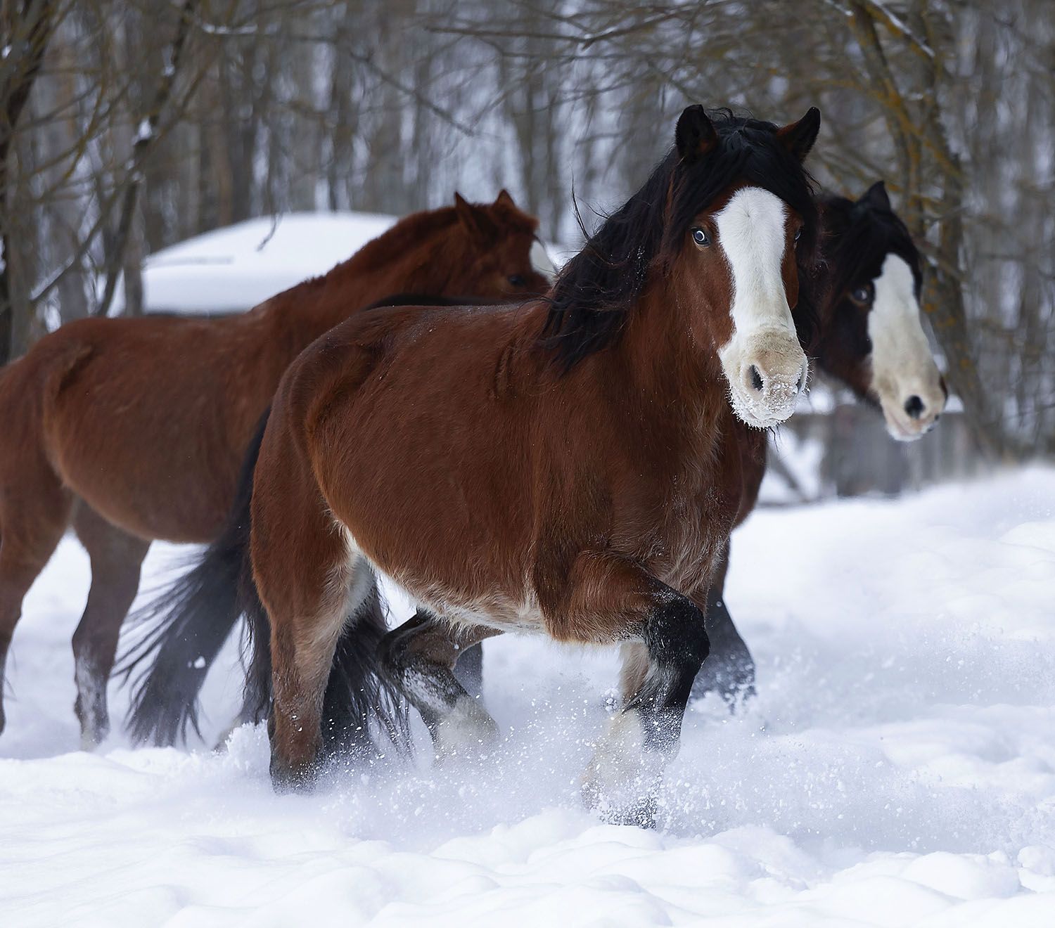 лошади, рыжие,кони, зима,природа, красота, horse, animal, beautiful, winter,nature, Юлия Стукалова