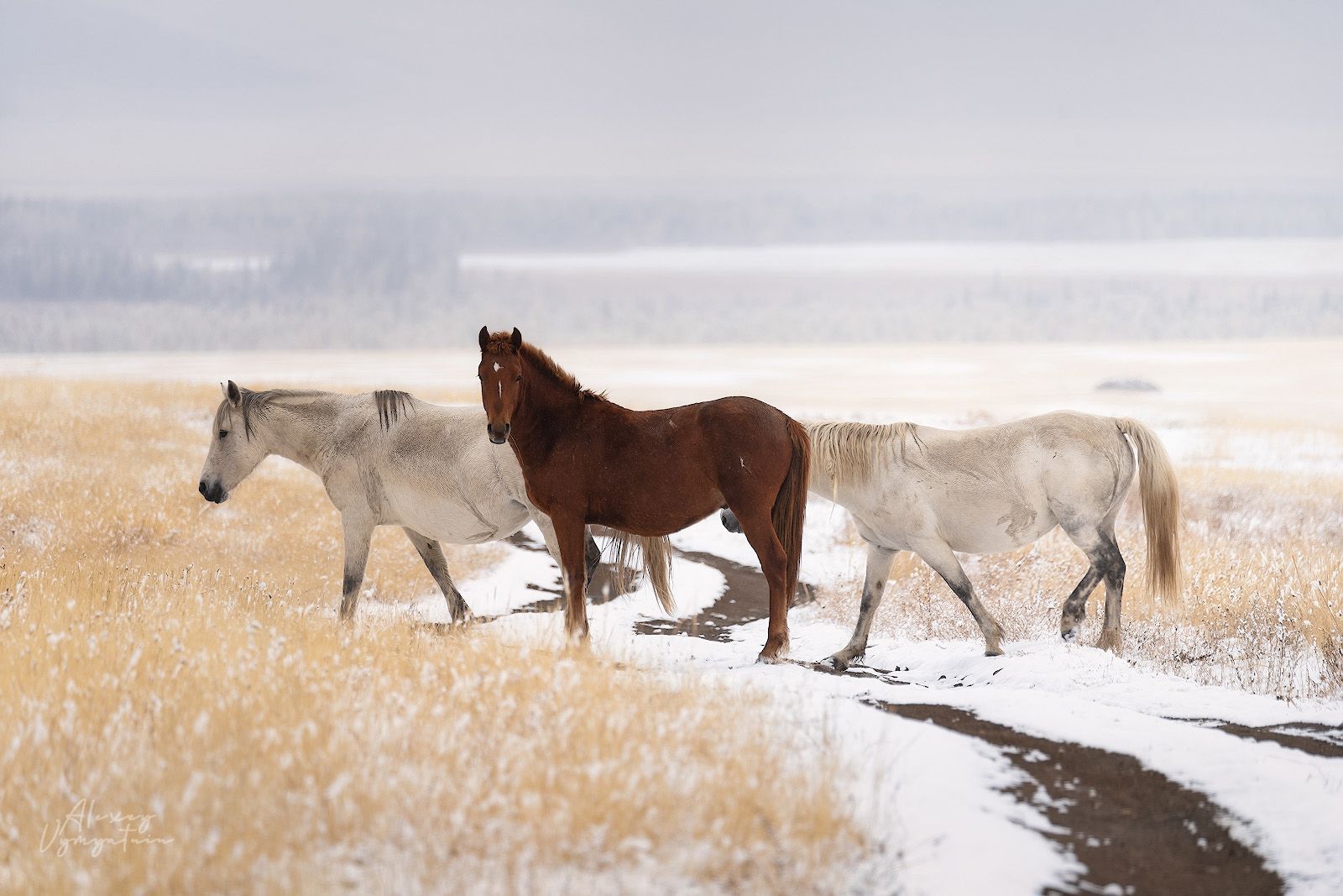 russia, altay, horses, morning, autumn, cold, sunrise, light, landscape, Алексей Вымятнин