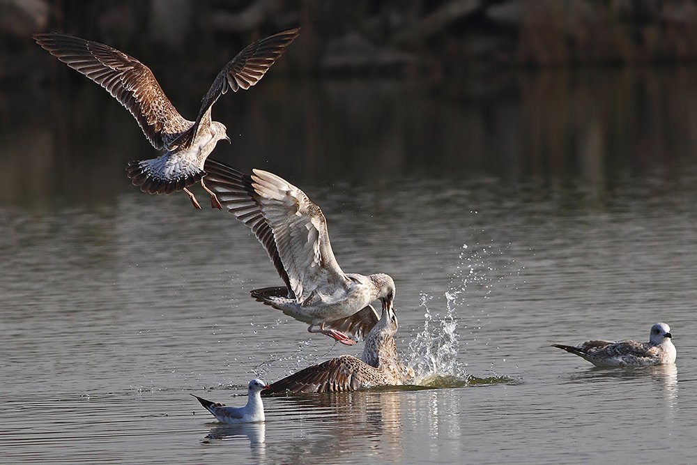 400mm, 7D, Animals, Birds, Gull, Животные, Птицы, Чайка, Yuri Gomelsky