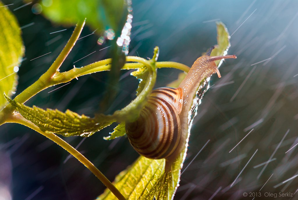 snails,rain, macro, art,   tenderness,  best, oleg serkiz, macrophotography, storm, Oleg Serkiz
