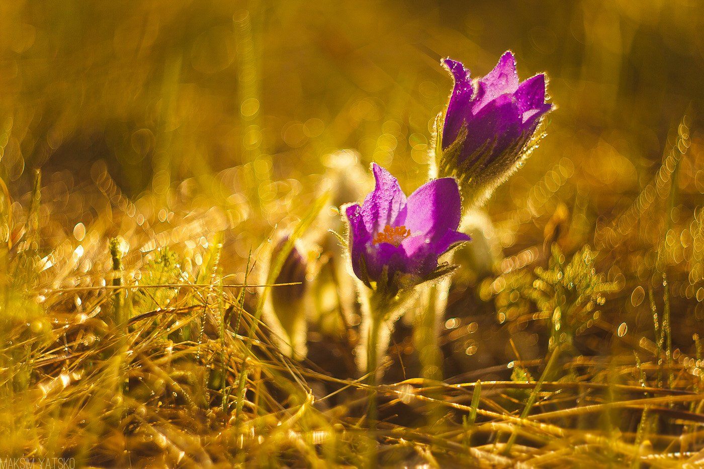 Dream grass, flower, dawn, sun,, Прокопьевск, Максим Яцко