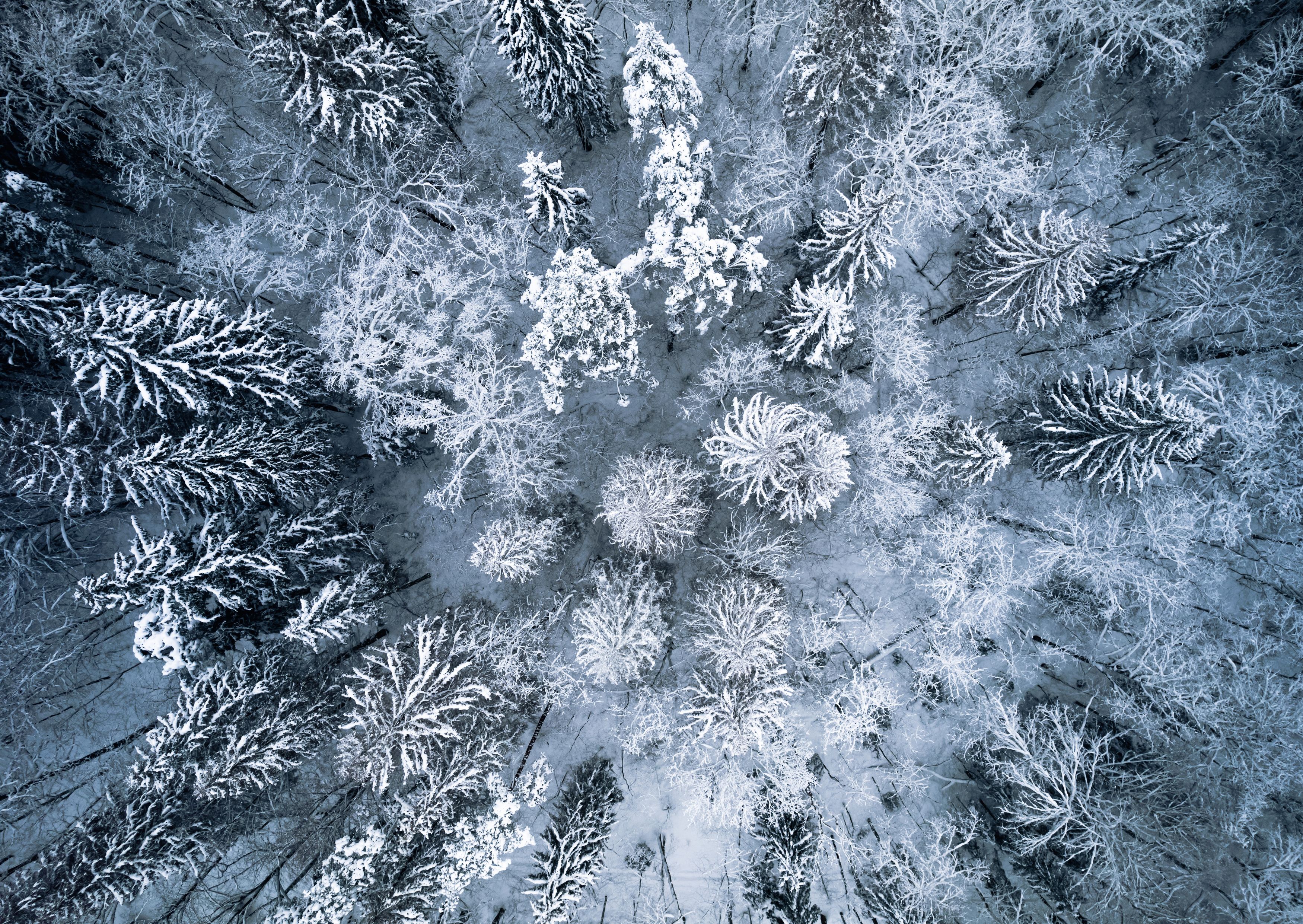 лес, снег, деревья, аэрофото, дрон, dji, Антон Парфентьев