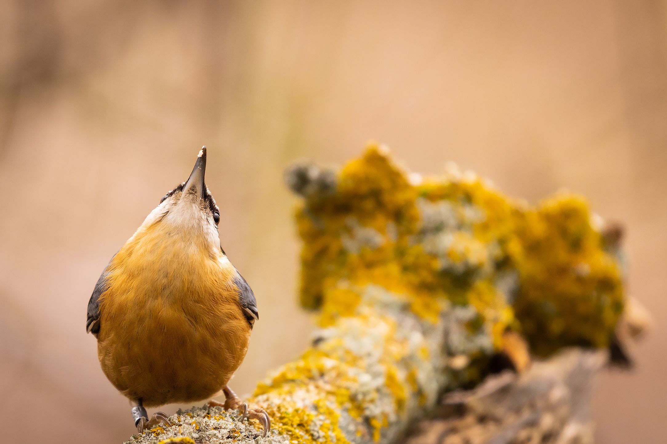 , Robert Adamec