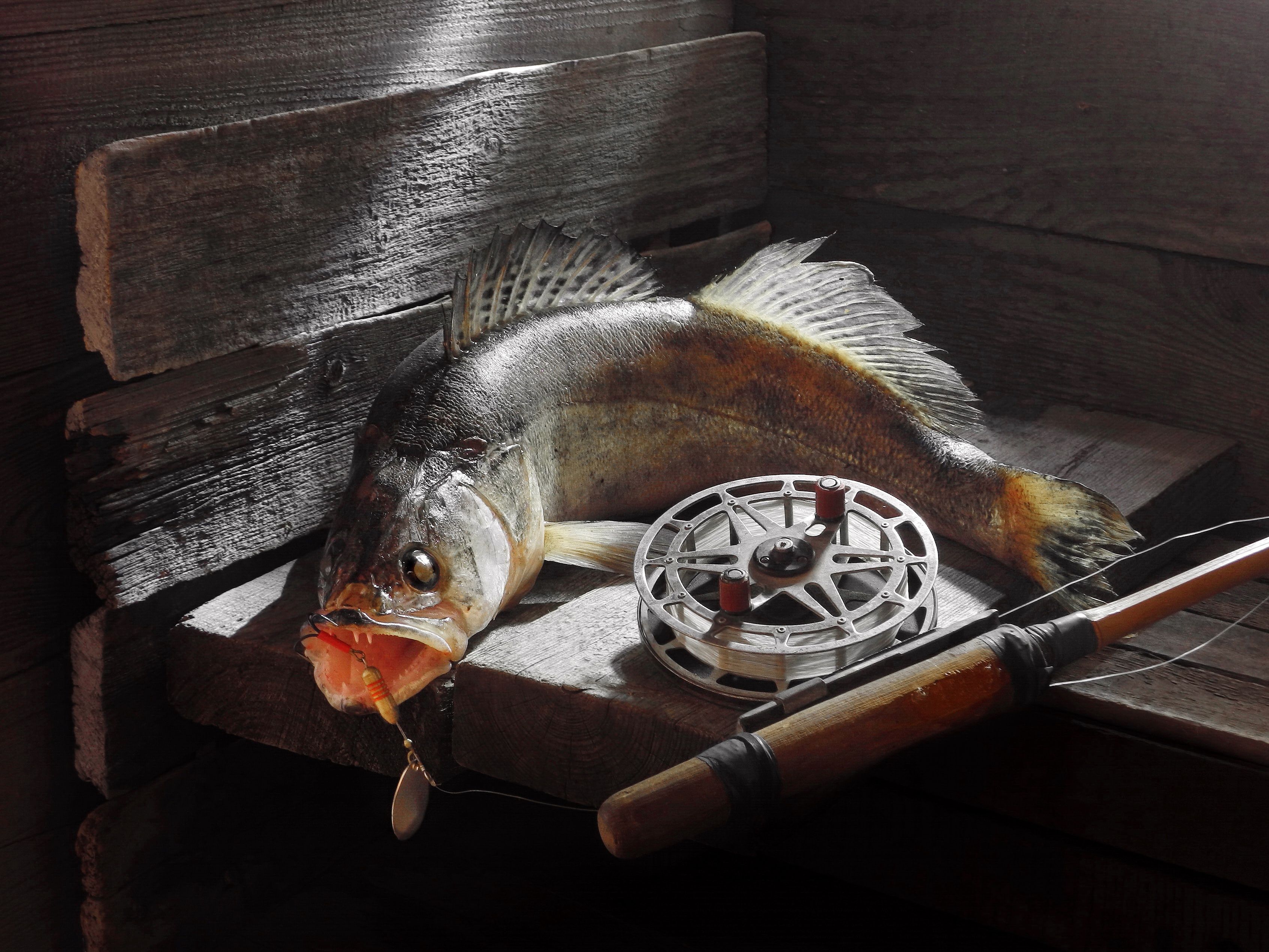 судак окунь щука хищник рыба рыбалка блесна спиннинг, Сергей Фунтовой