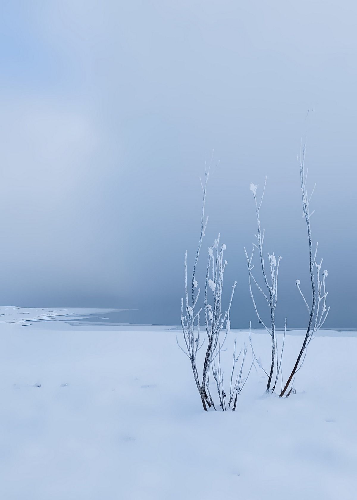 мороз, туман, куст, сибирь, мобильное фото, Марина Фомина