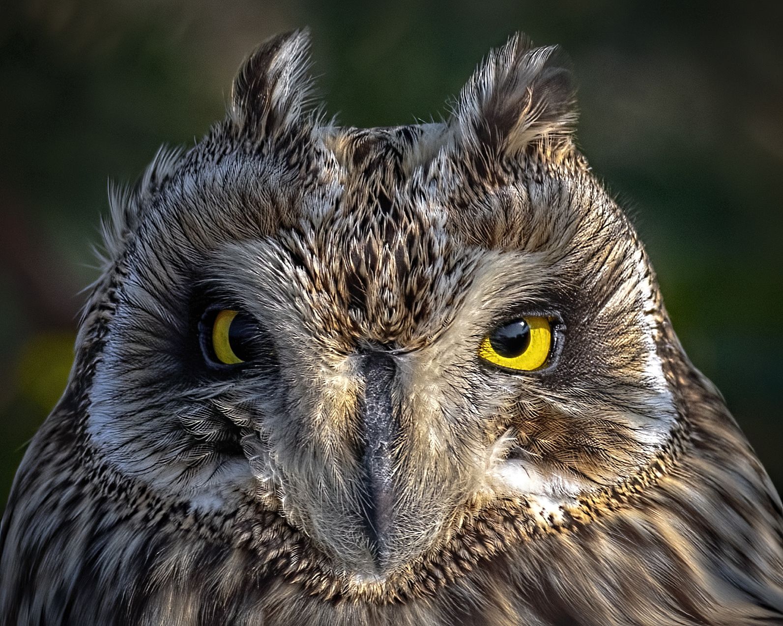Short-eared Owl nasarobar birds, Arpan Saha