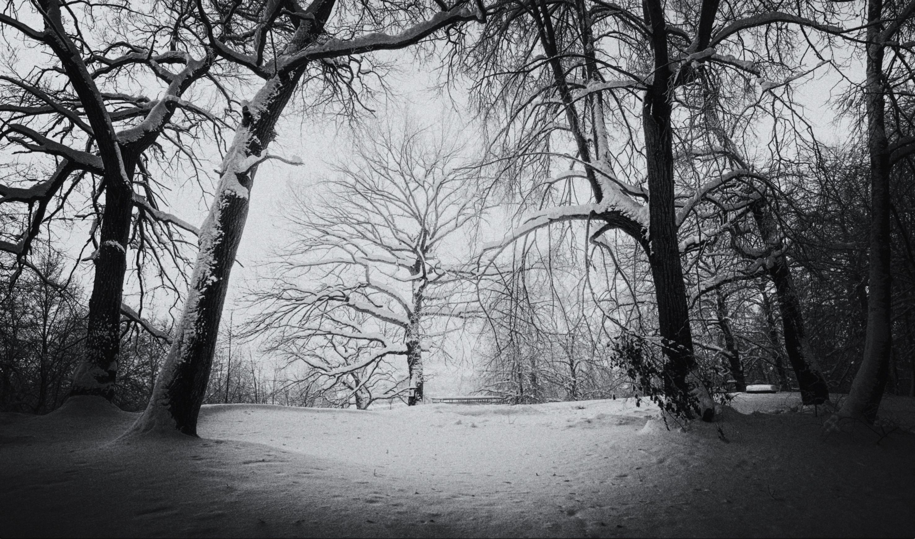 черно, белая, зима, деревья, театр, Андрей Колесов