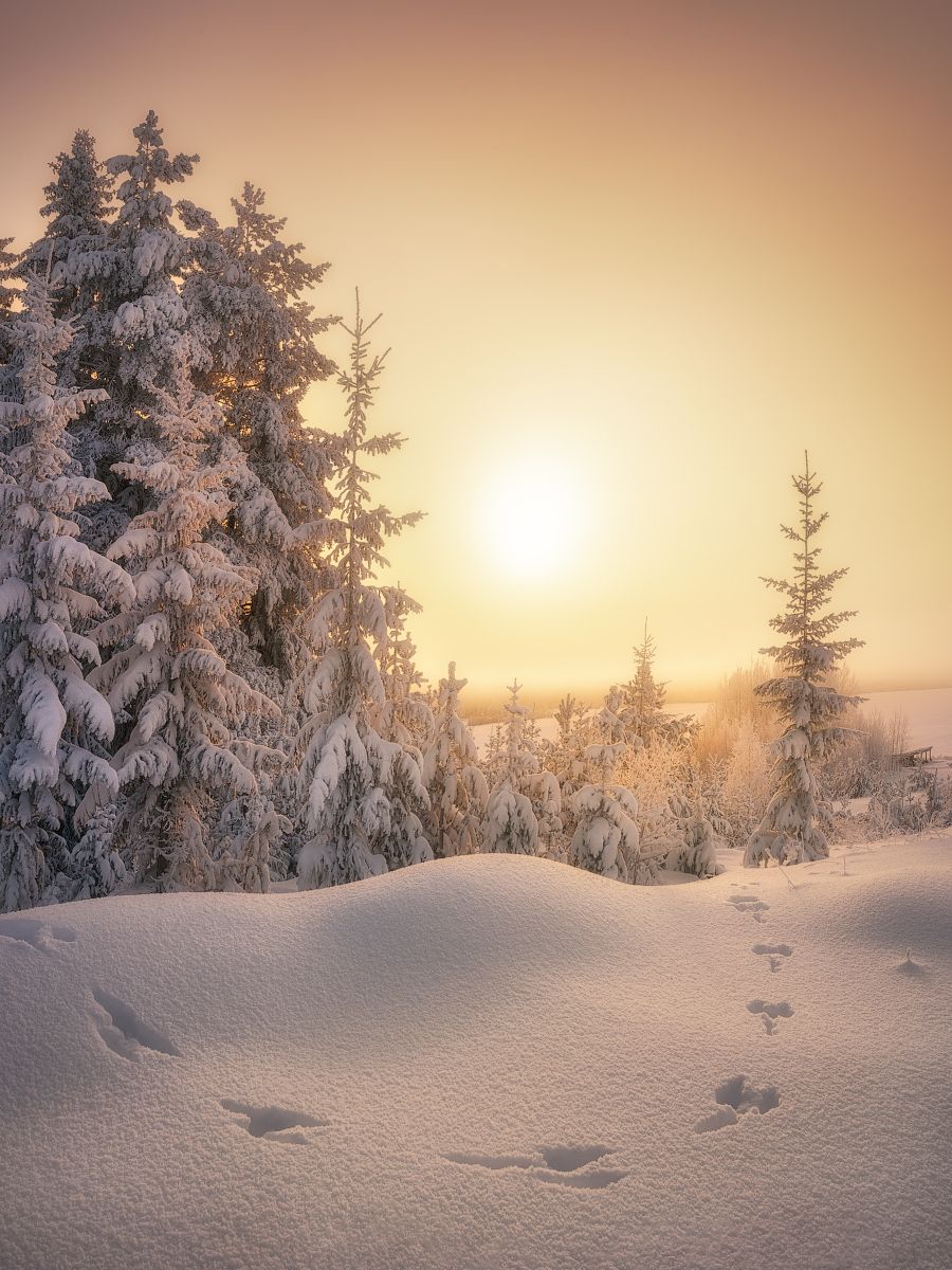 зима, следы, снег, Дмитрий Медянцев