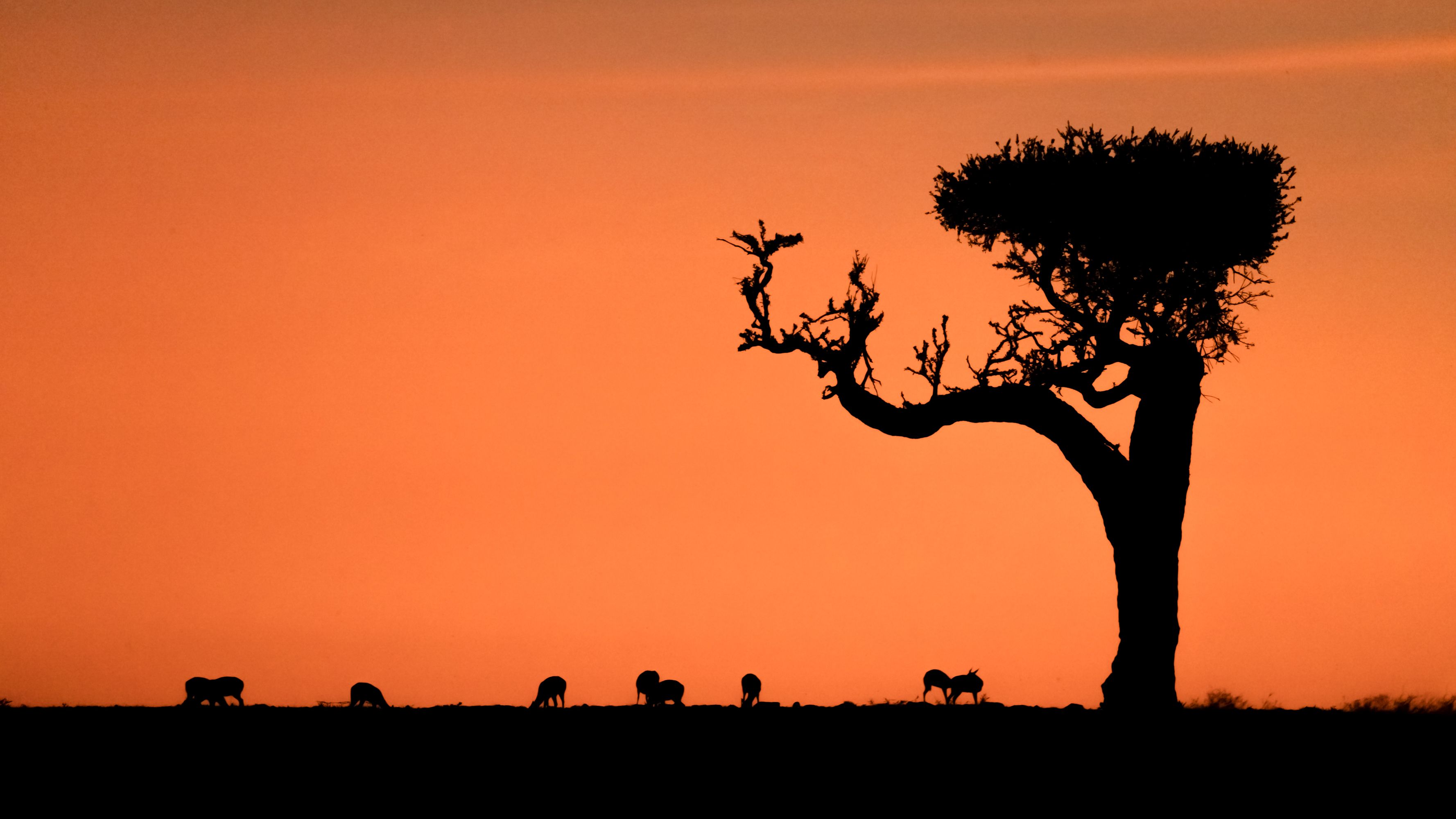 savanna, africa, kenya, sunrise, sun, dawn, landscape, nature, wild life, Roman Bevzenko