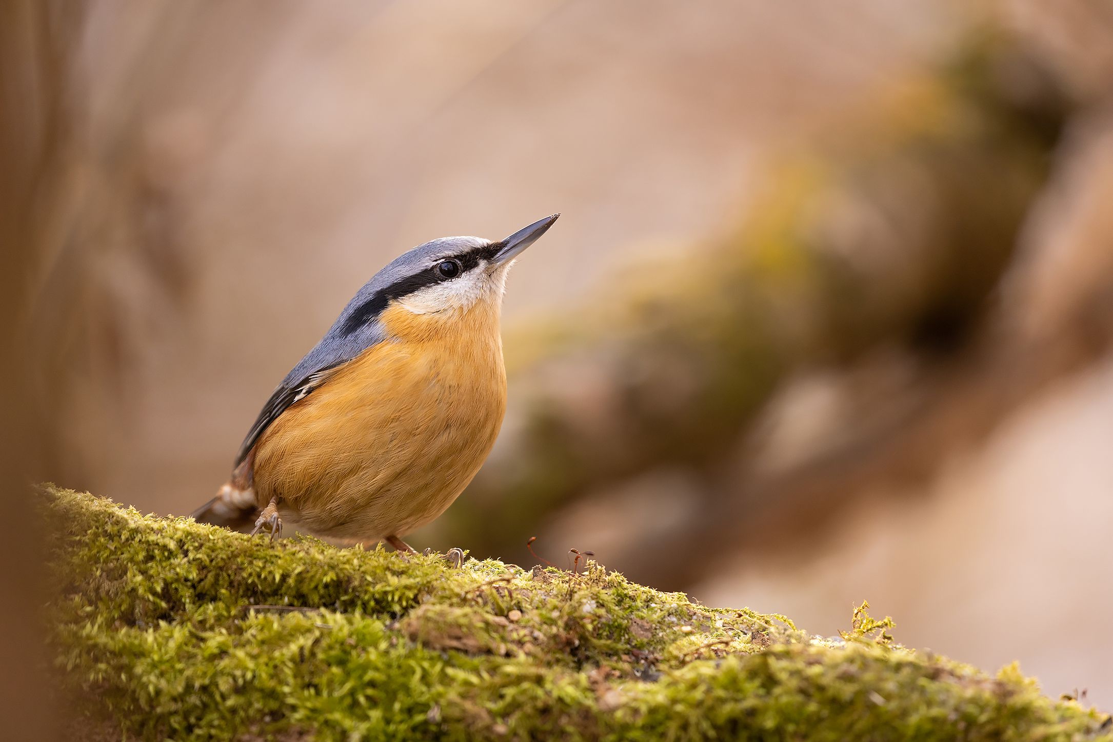 , Robert Adamec