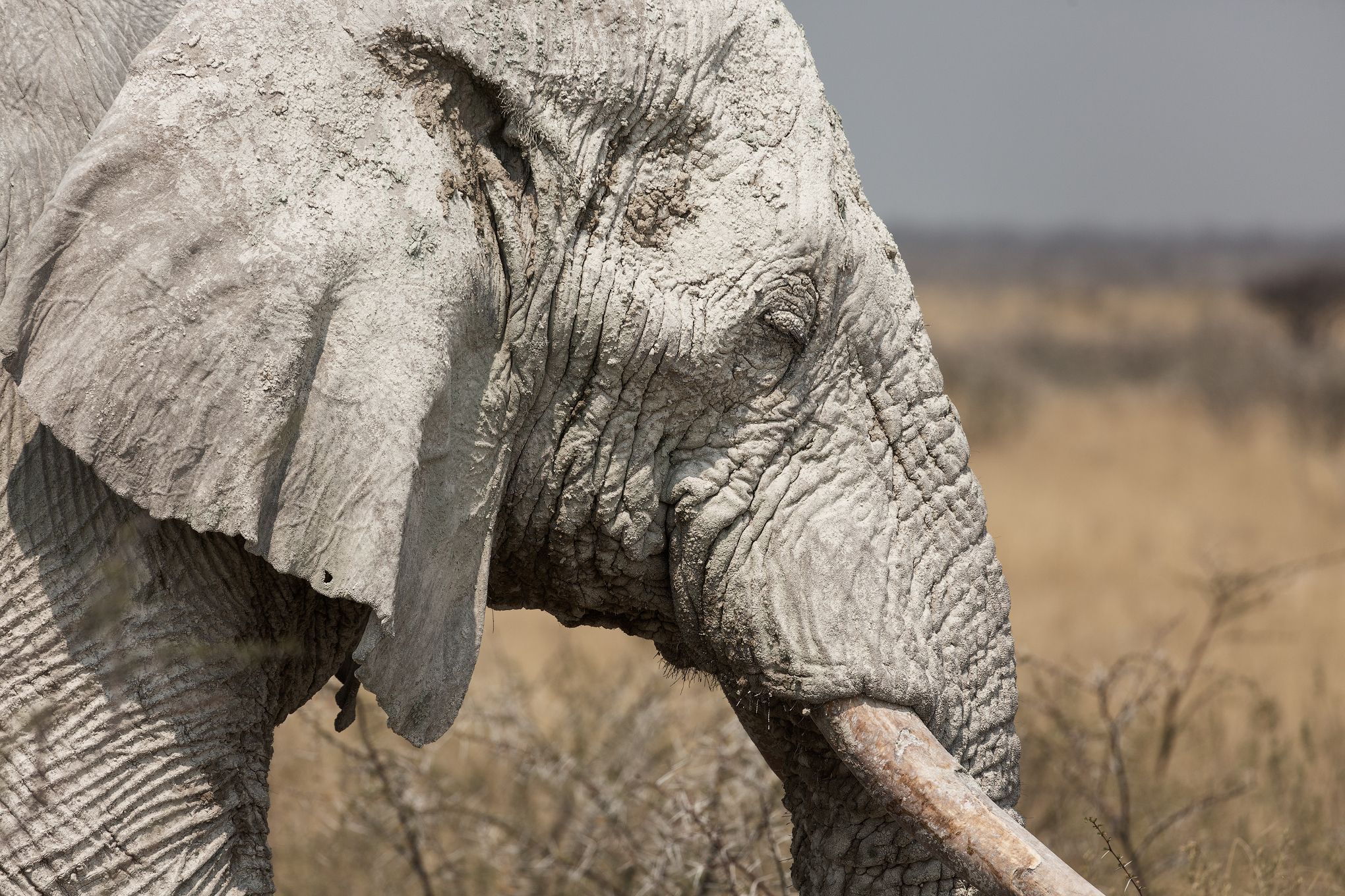 #africa #namibia #etosha #elephant #portrait #слон #намибия #африка #етоша #портрет, Наталия Деркач