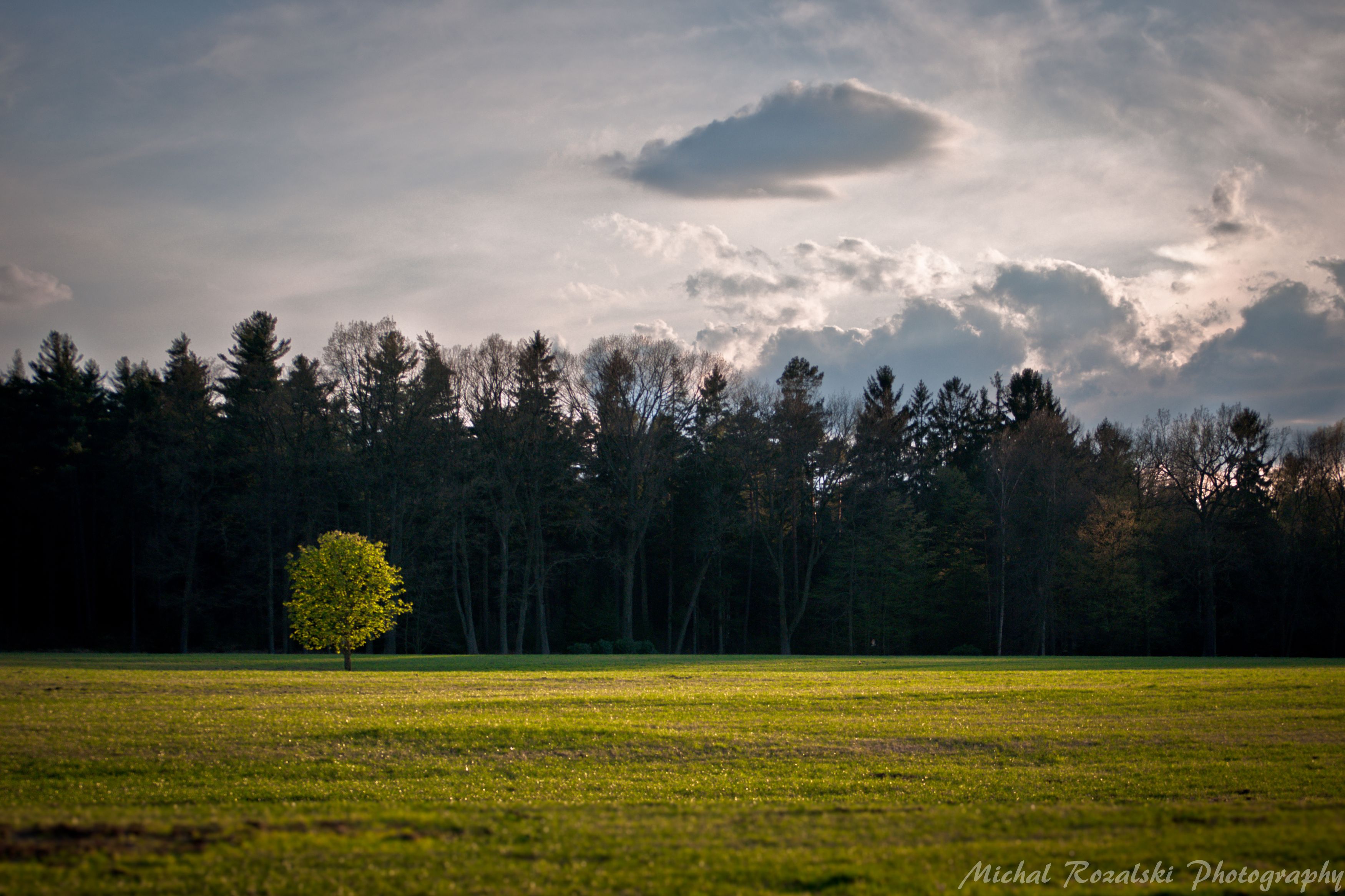 tree, ,forest, ,meadow, ,spring, ,season, ,sky, ,clouds, ,light, Michal Rozalski