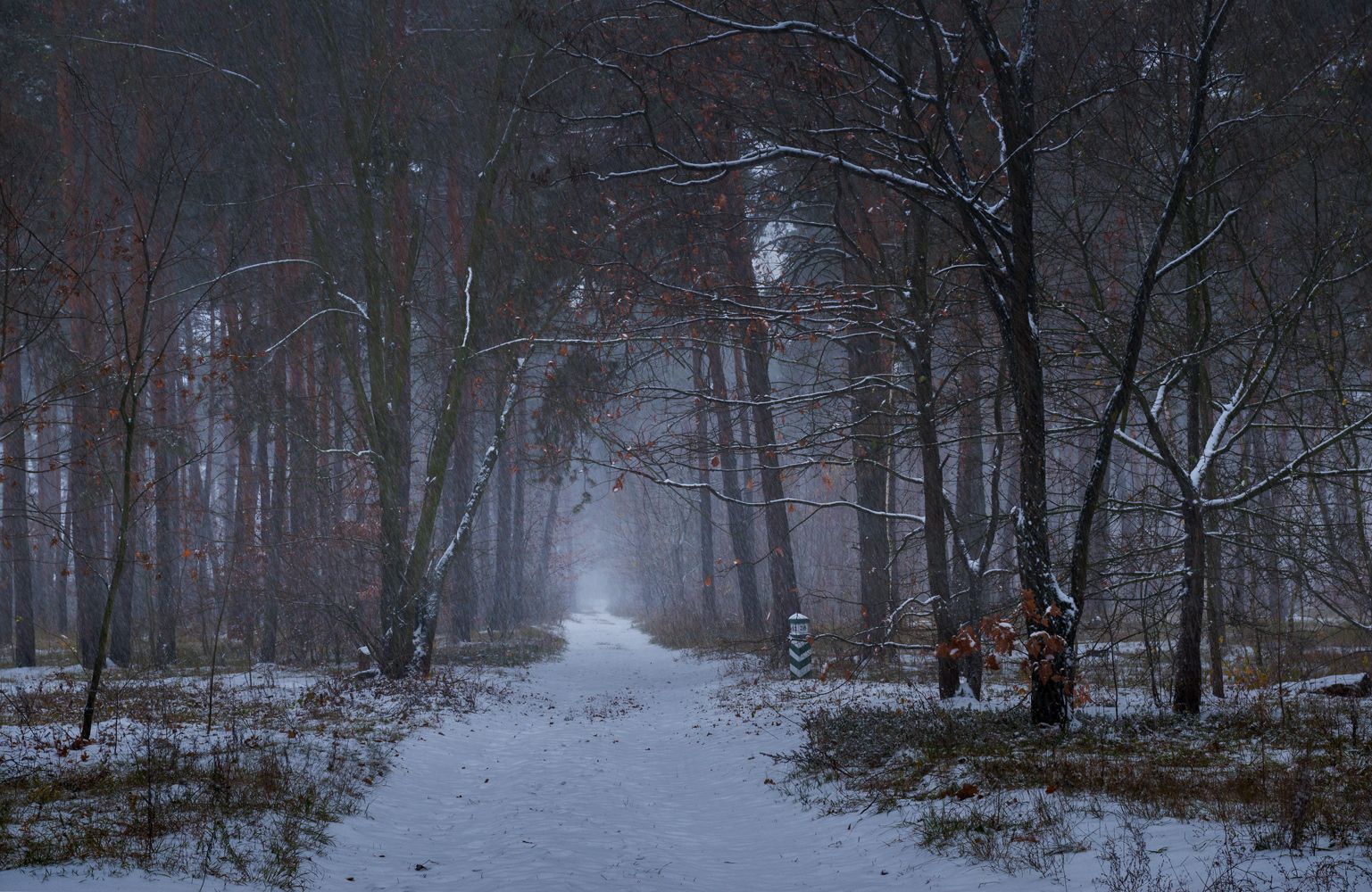 лес осень ноябрь туман сырость снегопад, Галанзовская Оксана