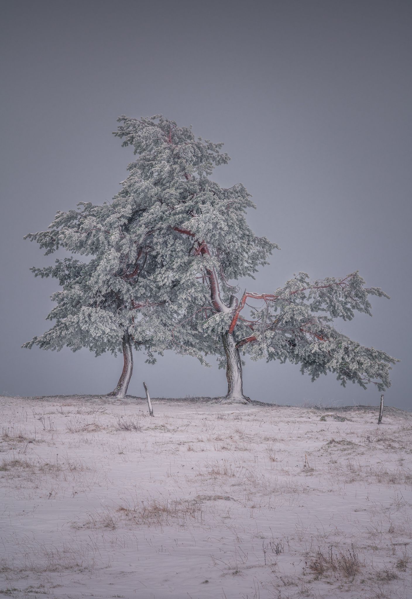 landscapes tree switzerland winter, Marko Klavs