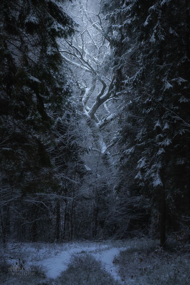 winter,forest,woods,woodland,snow,poland,polish, Adrian Szatewicz