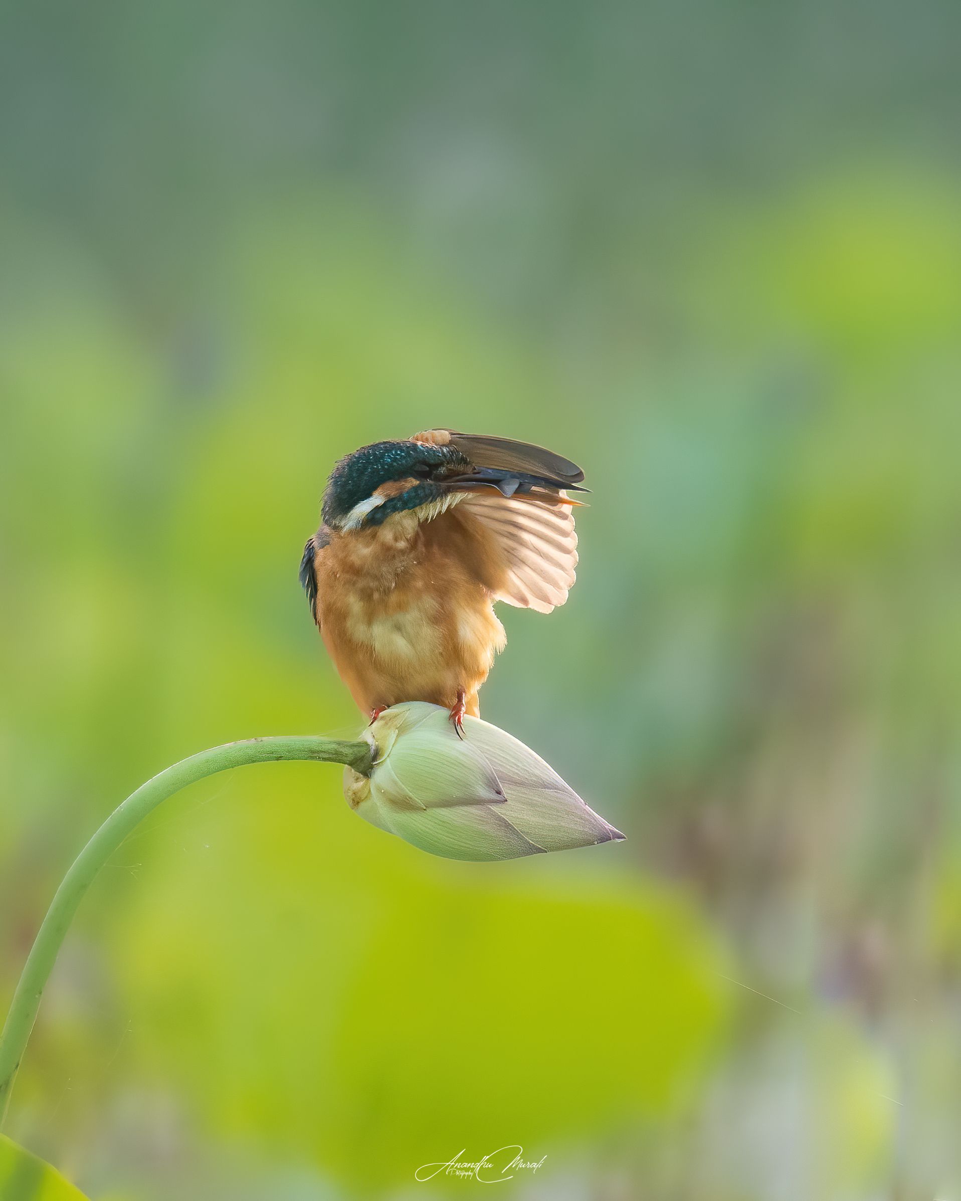 Kerala,India,Birds,Nikon, Anandhu M