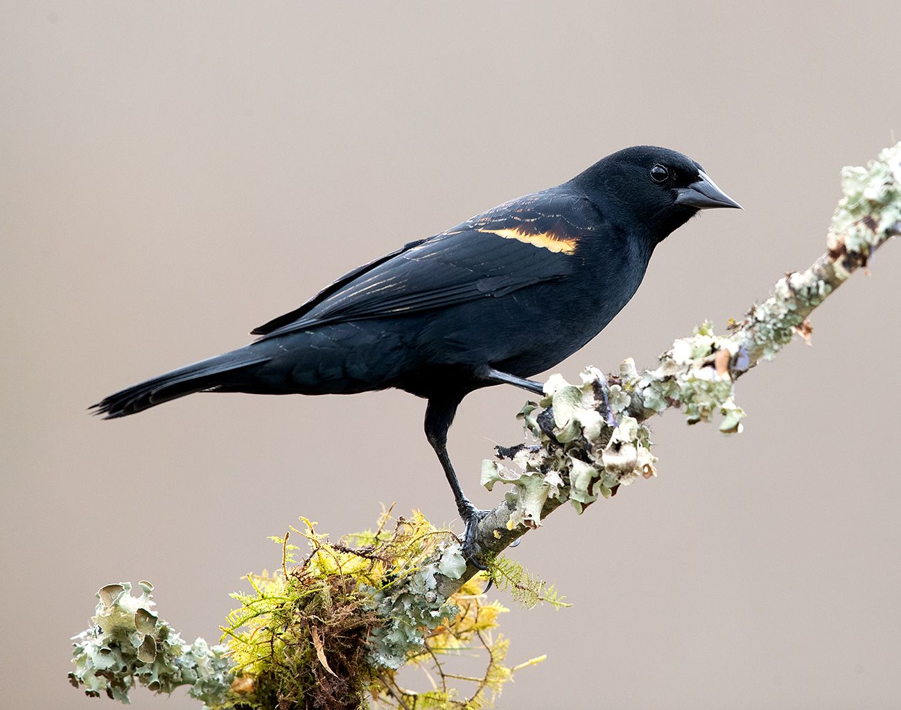 красноплечий чёрный трупиал, red-winged blackbird, трупиал, blackbird, зима, Elizabeth Etkind