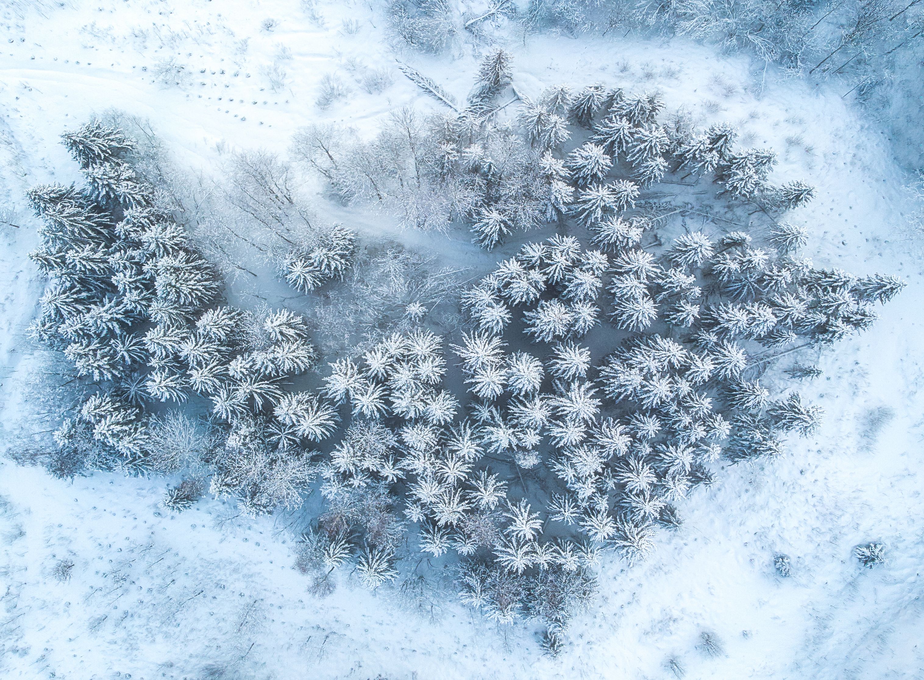 landscape,drone,winter,trees,nature,snow,traveling, Olegs Bucis