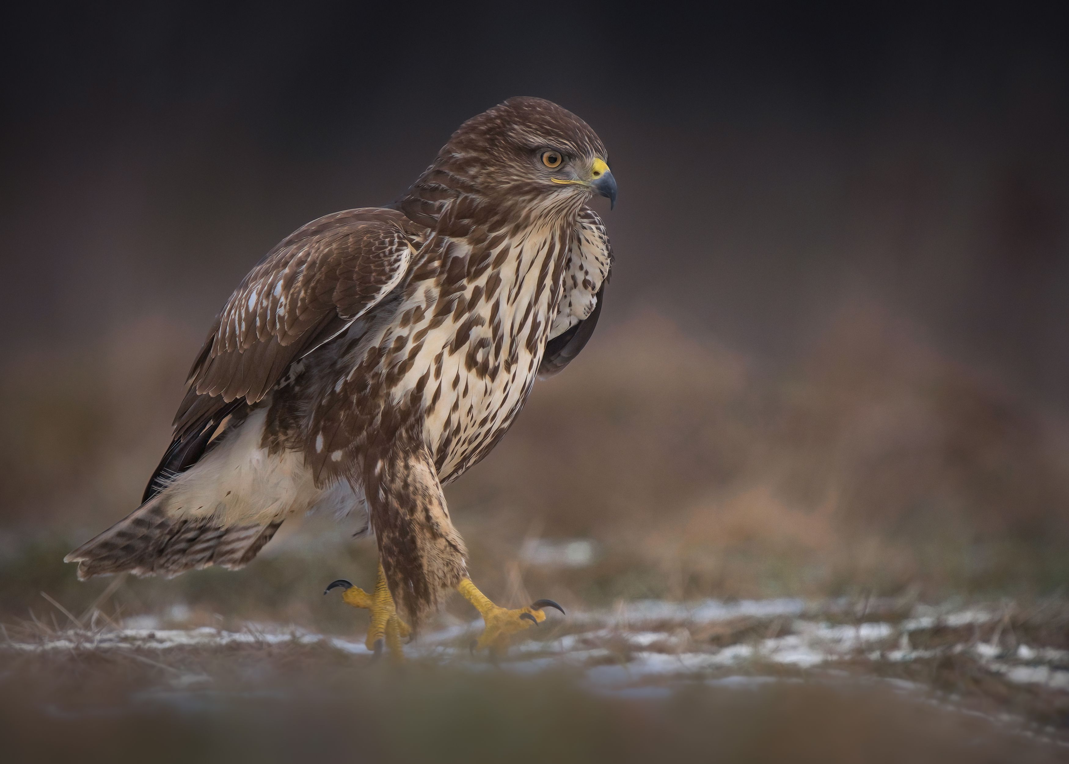 bird, birds, birdsofpray, raptors, buzzard, forest, dusk, action, nature, wildlife, animals, Wojciech Sobiesiak