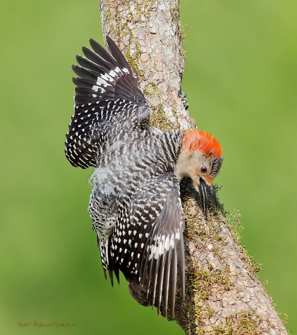 red-bellied woodpecker, woodpecker, дятел, каролинский меланерпес, Elizabeth Etkind
