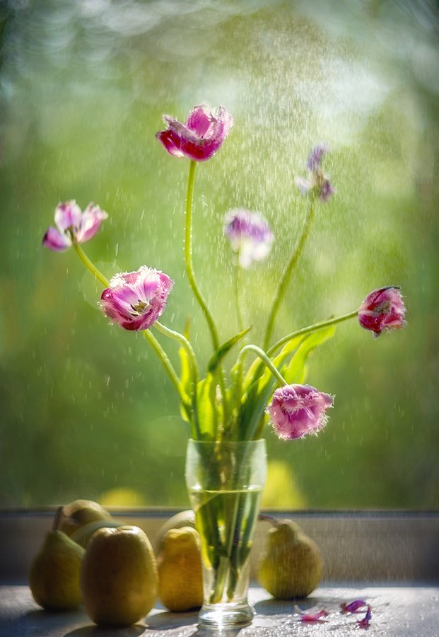 тюльпаны, окно, дождь, Сергей Хромов