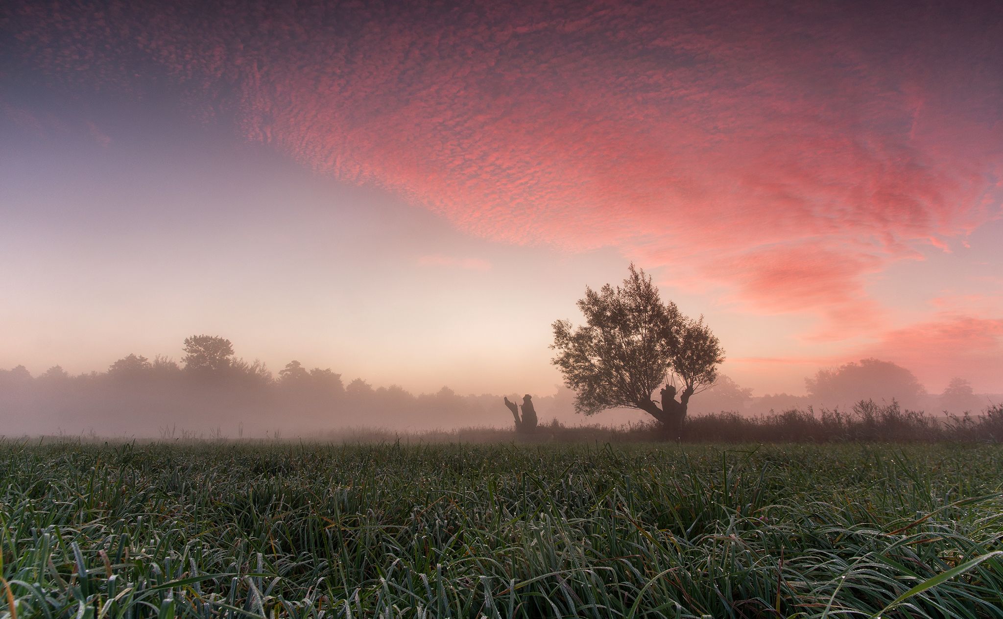 sunrise, fields, morning, mist, tree, abadoned, old, clouds, red, sky, Lukasz Zugaj